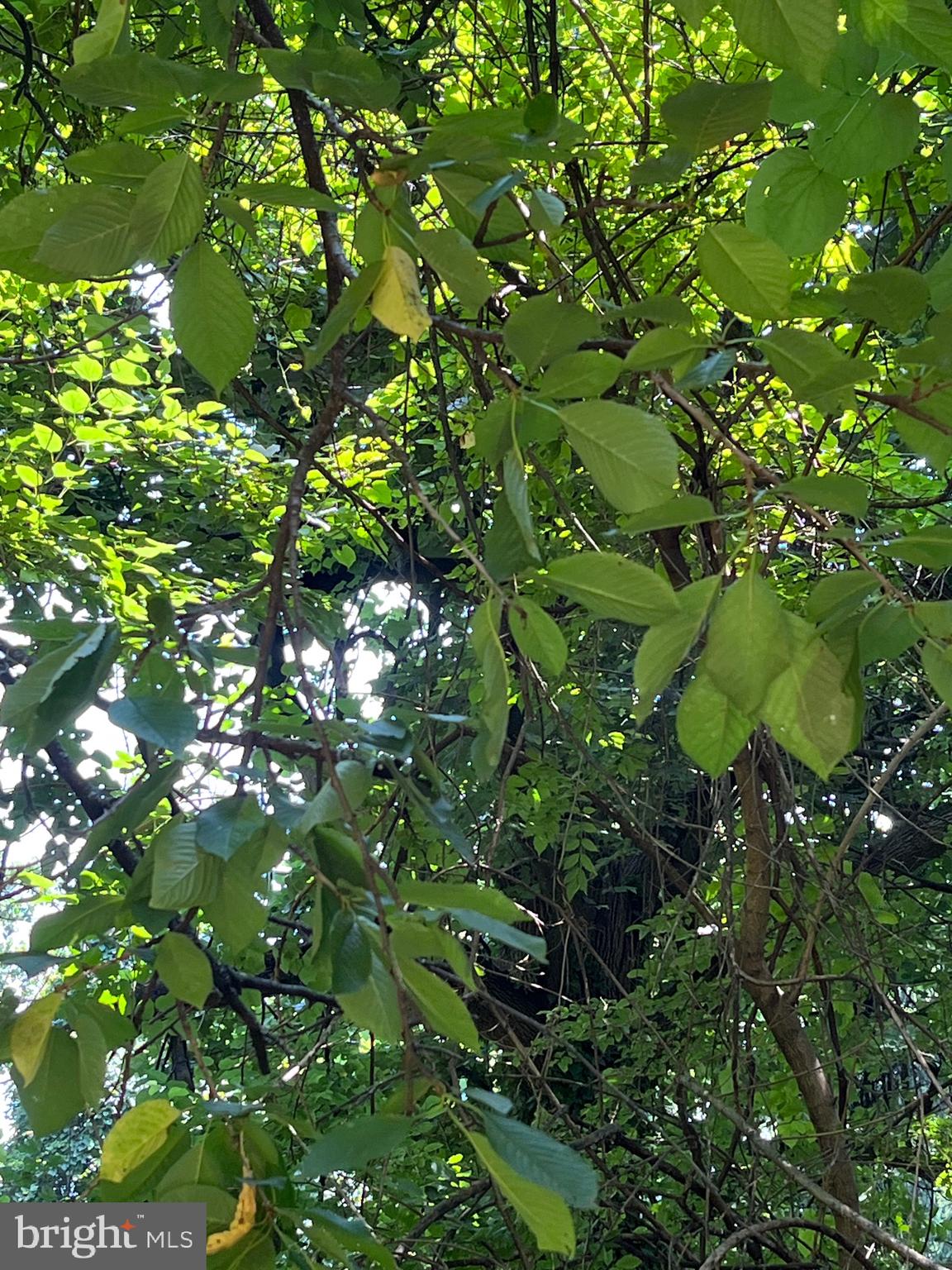 OVERLEA - Residential