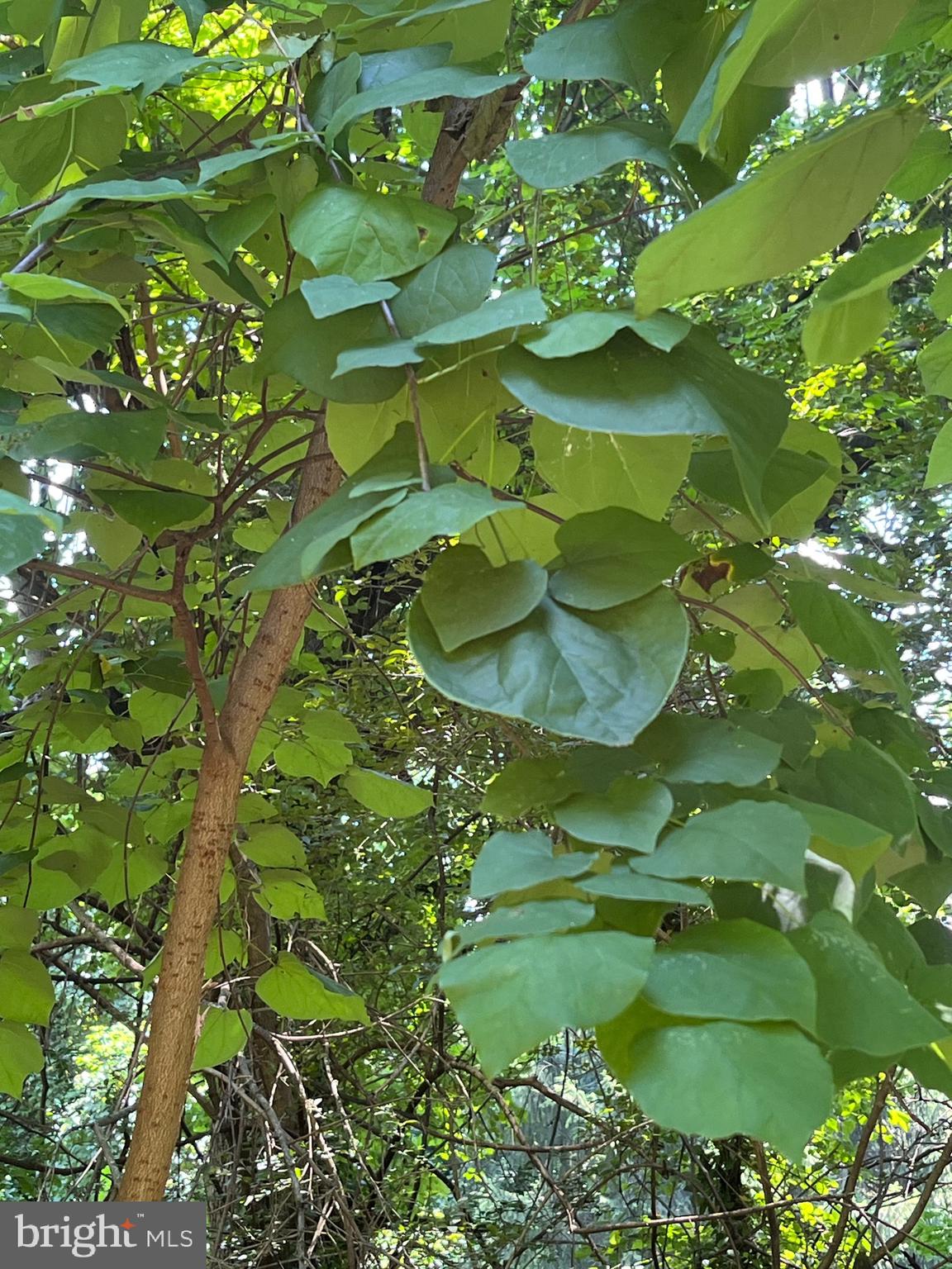 OVERLEA - Residential