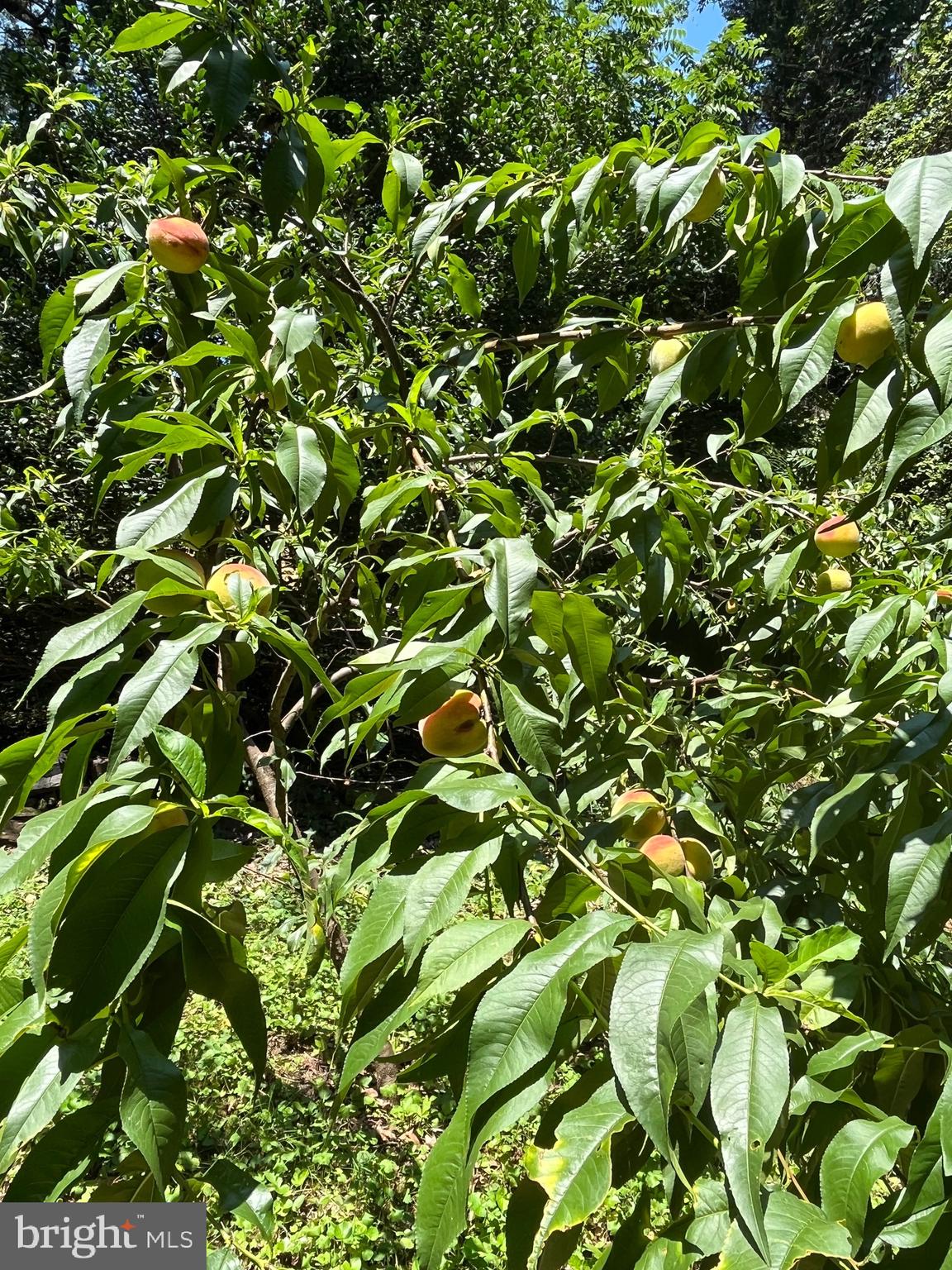 OVERLEA - Residential