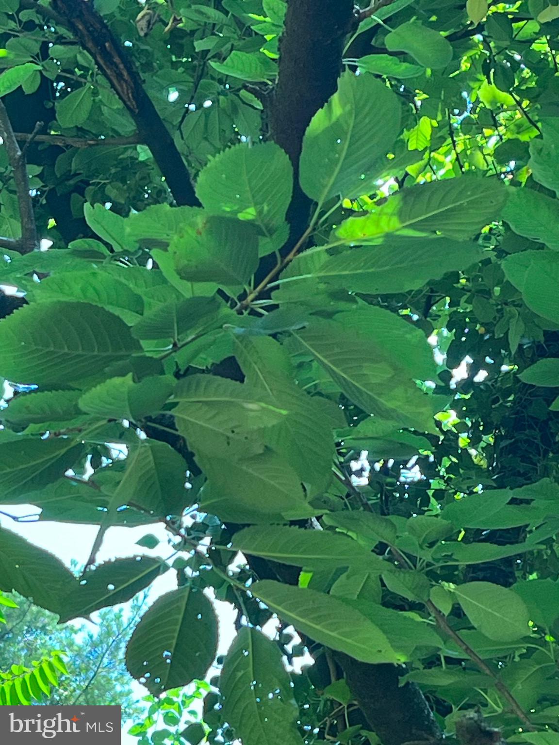 OVERLEA - Residential