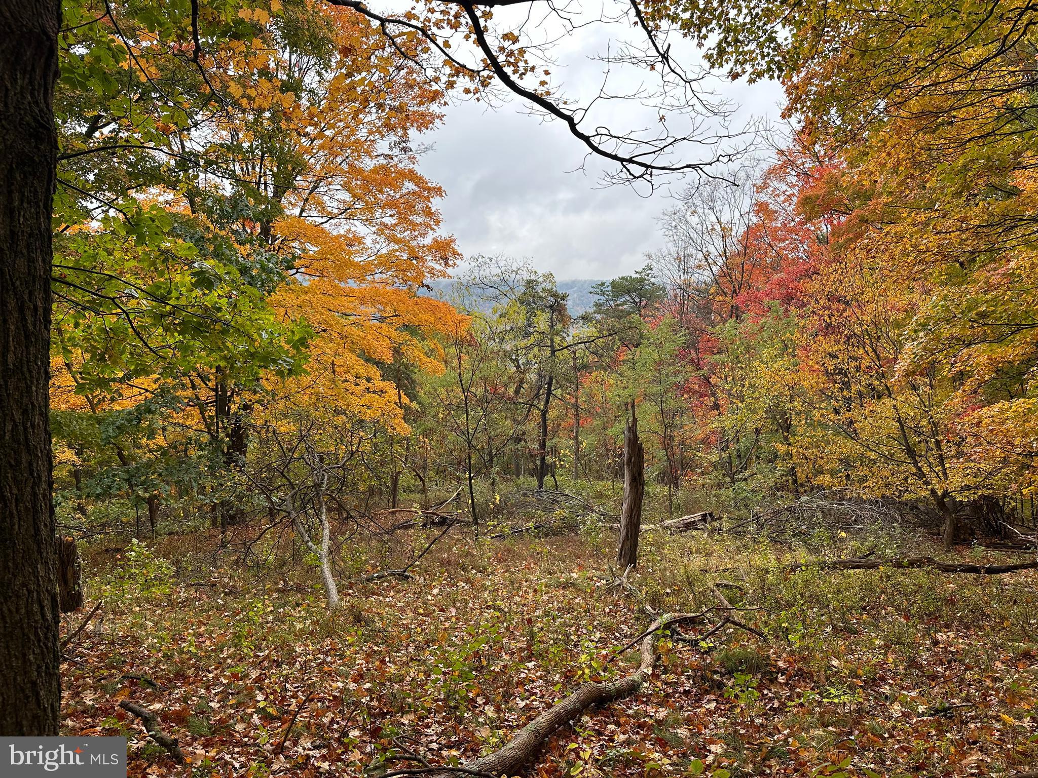 BLACK BEAR RECREATION AREA - Land