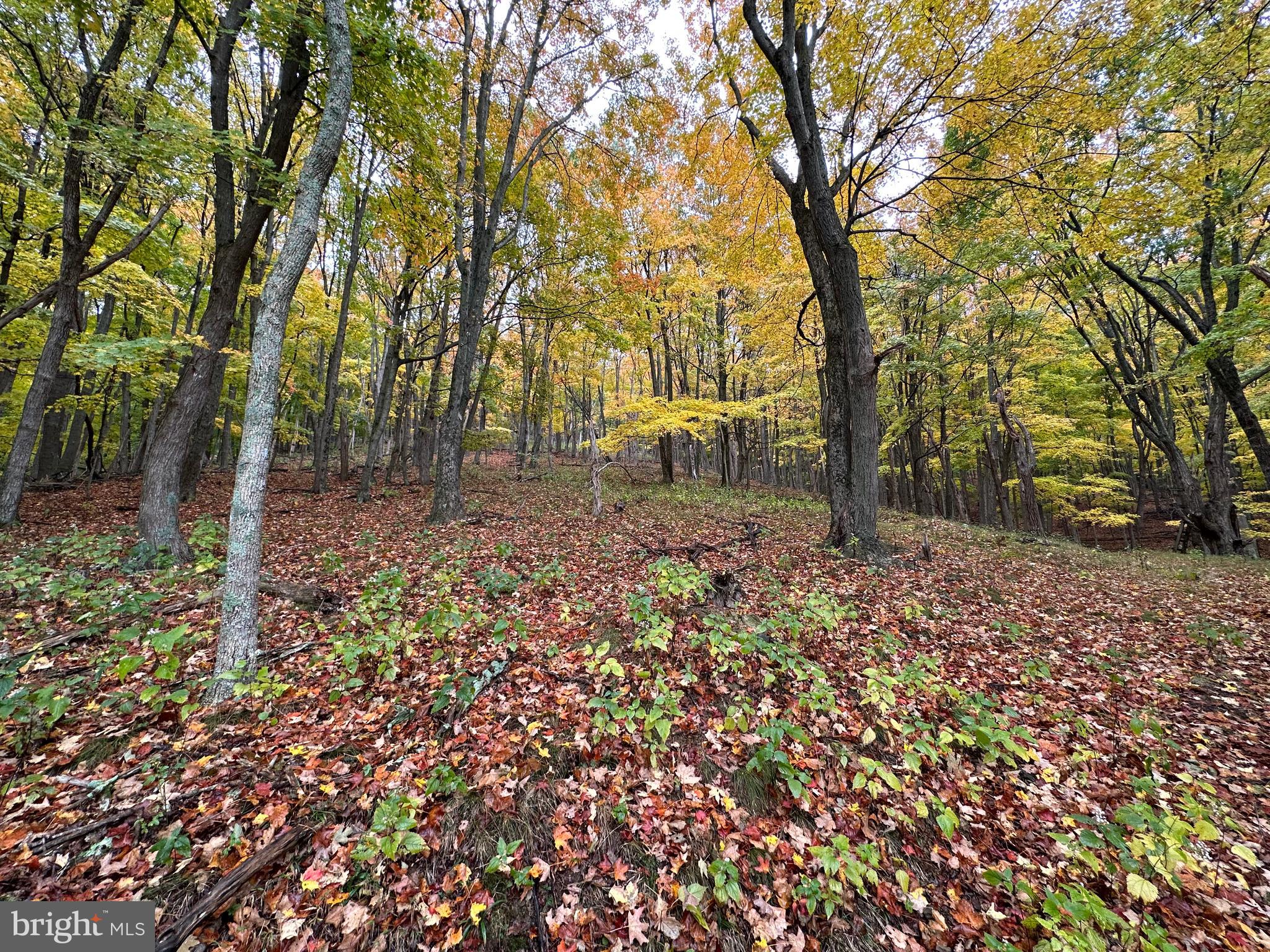 BLACK BEAR RECREATION AREA - Land