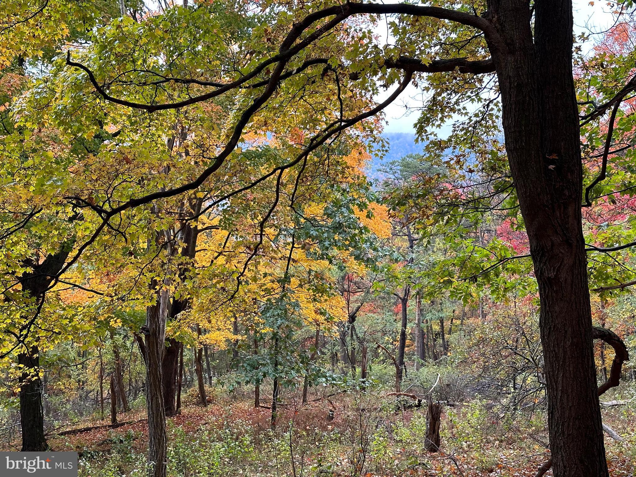 BLACK BEAR RECREATION AREA - Land