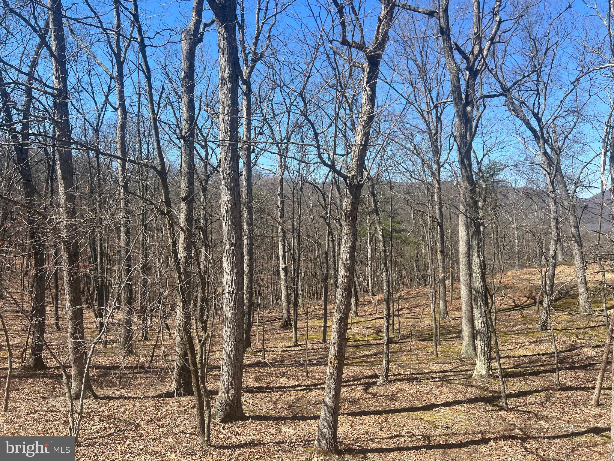WOODS AT TAYLOR LAKE - Land