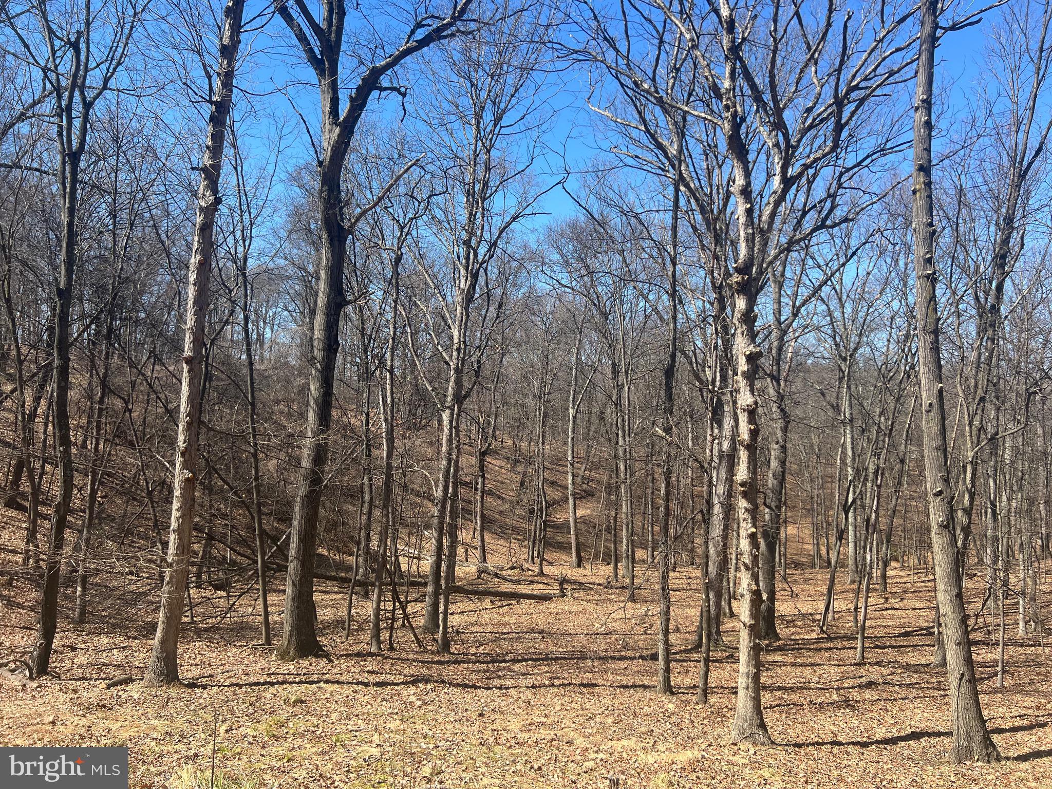 WOODS AT TAYLOR LAKE - Land