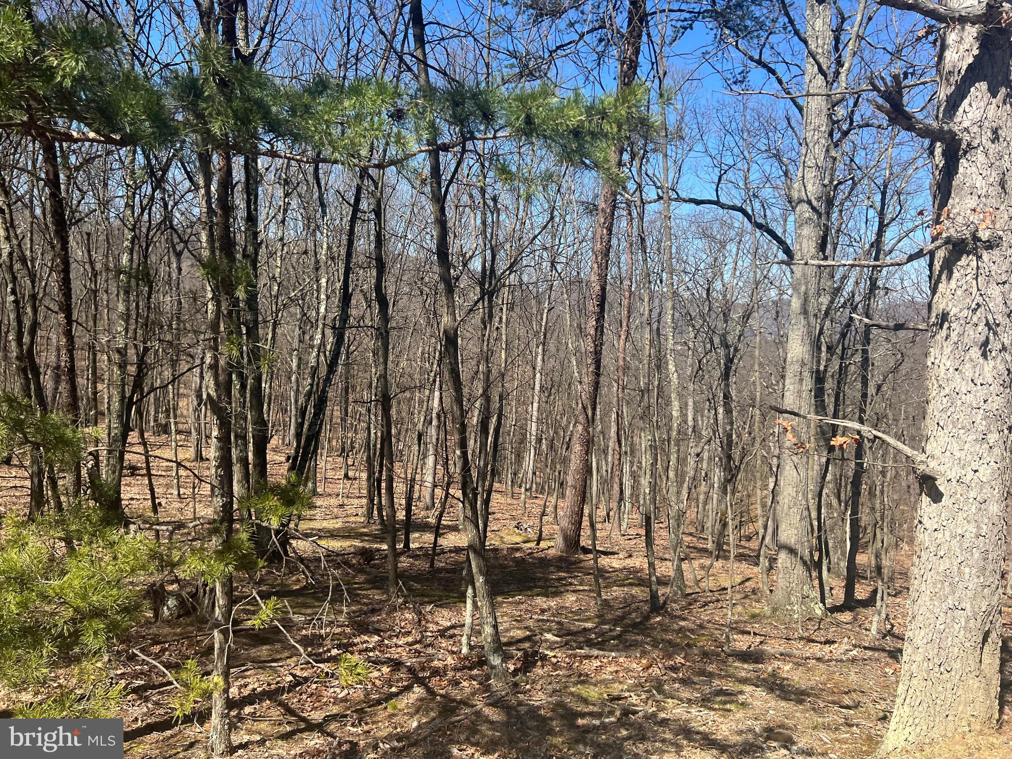 WOODS AT TAYLOR LAKE - Land