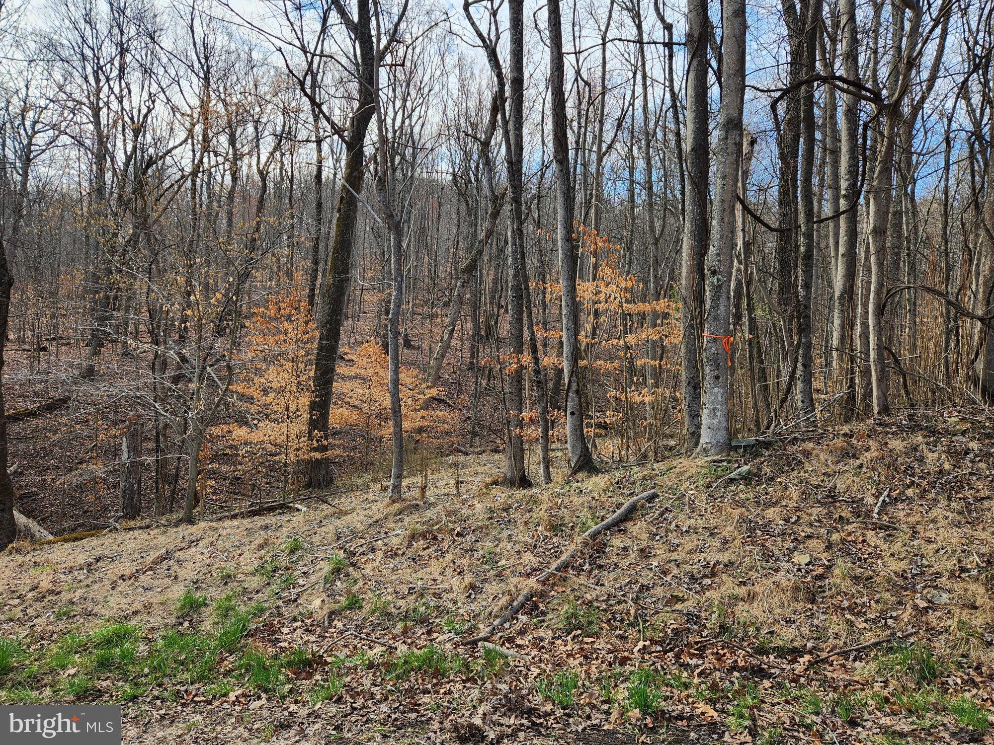 SHEN FARMS MT LAKE - Land