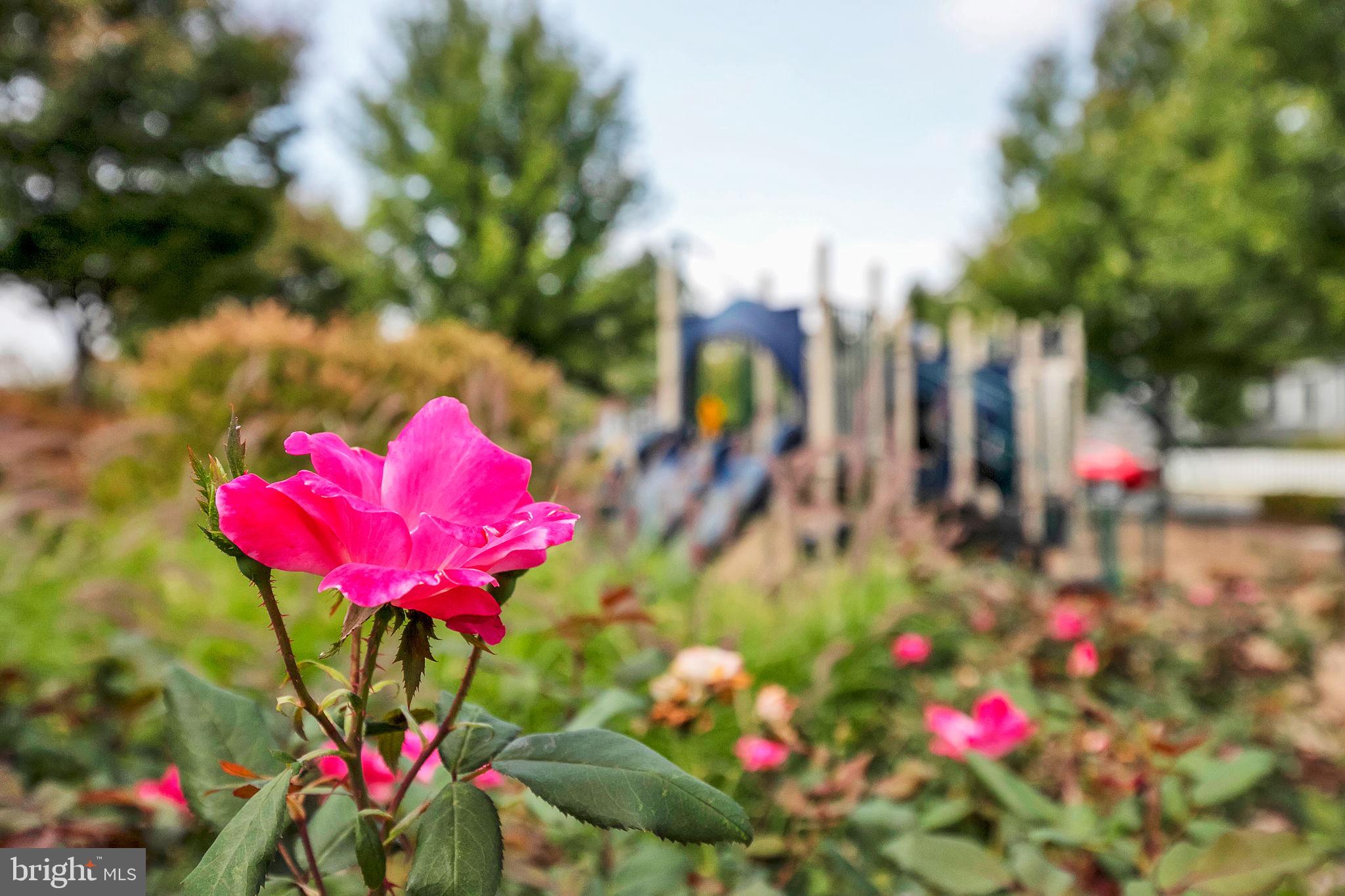 BRUNSWICK CROSSING - Residential