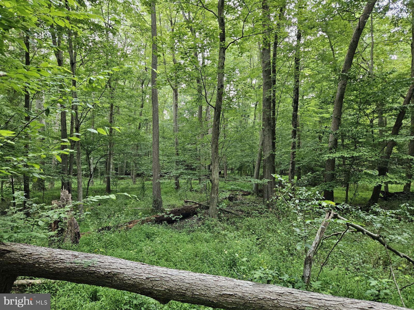 CONOWINGO ROAD