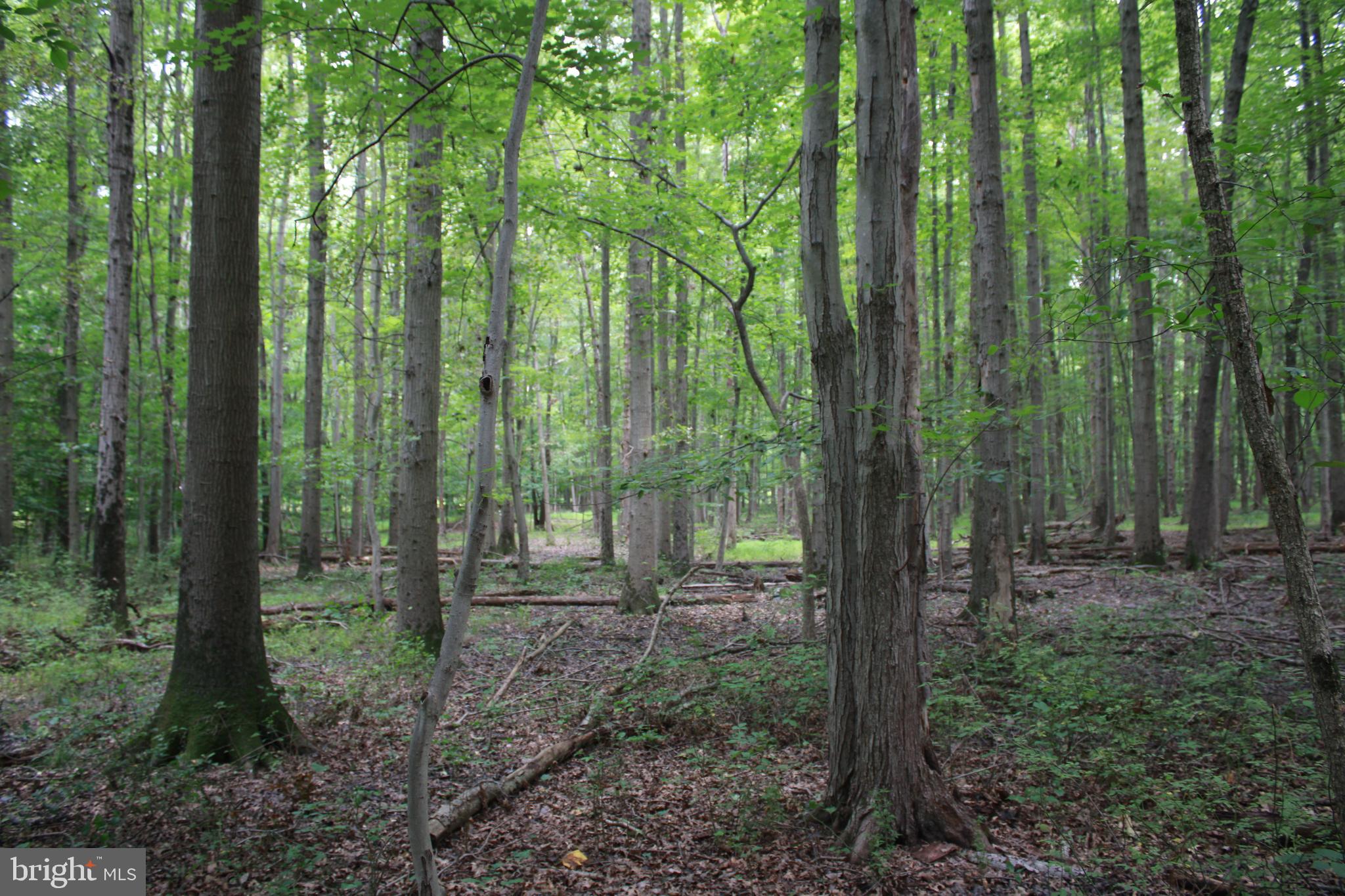 CONOWINGO ROAD