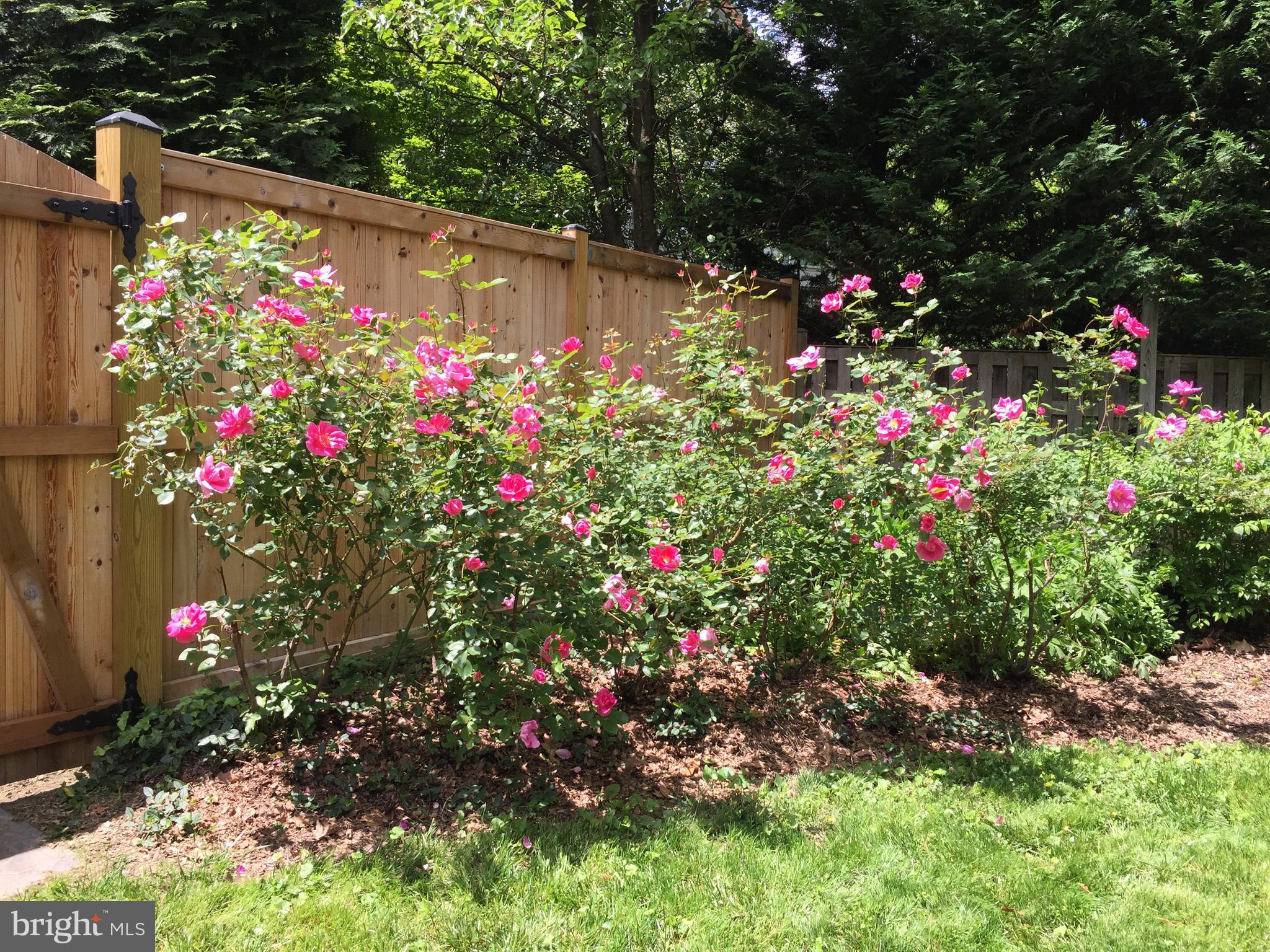 CHEVY CHASE - Residential Lease