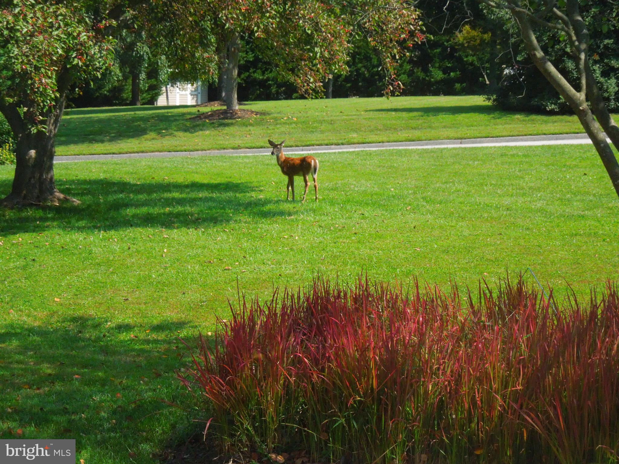 ROLLING GREEN - Residential