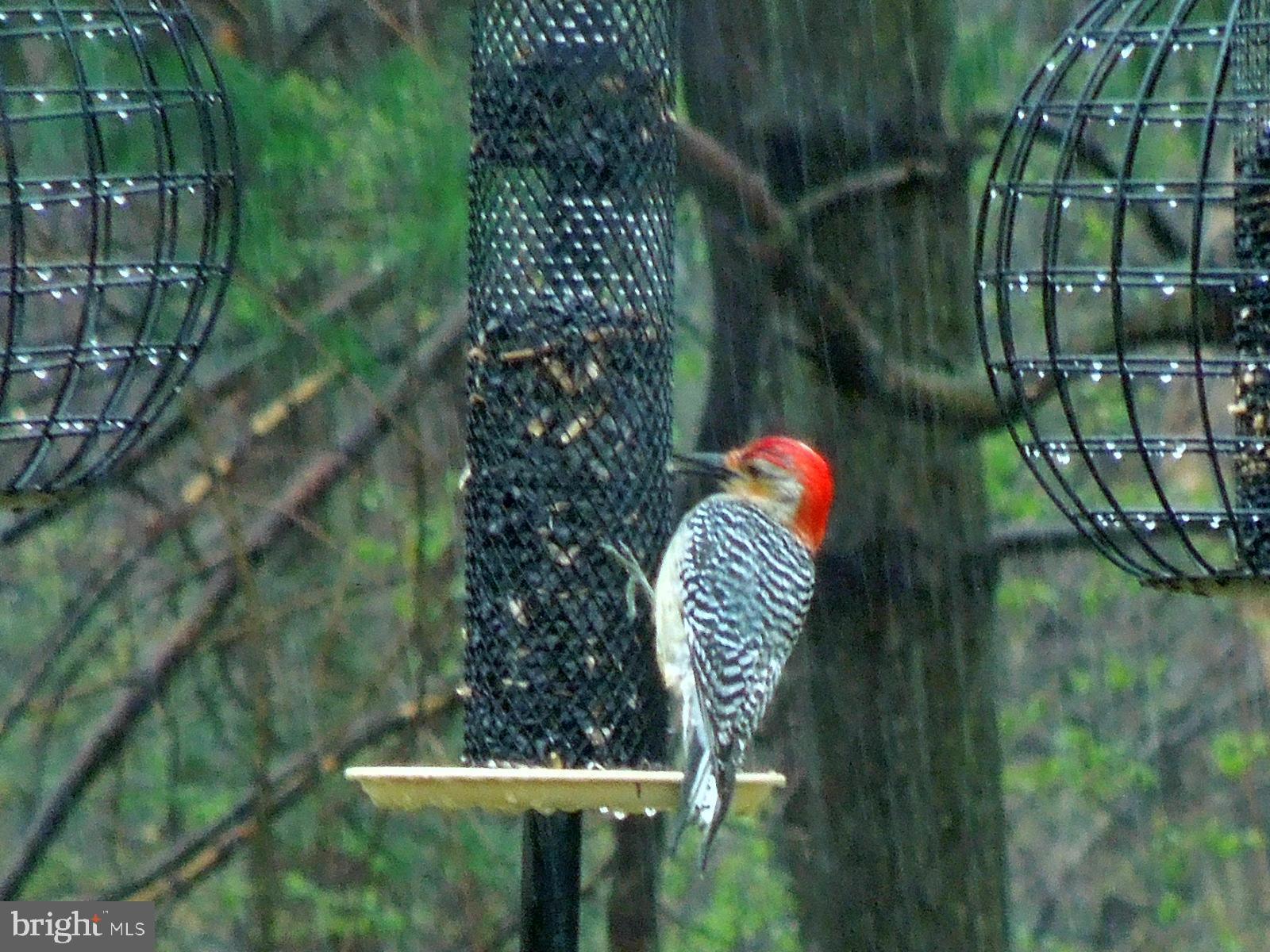 ROLLING GREEN - Residential