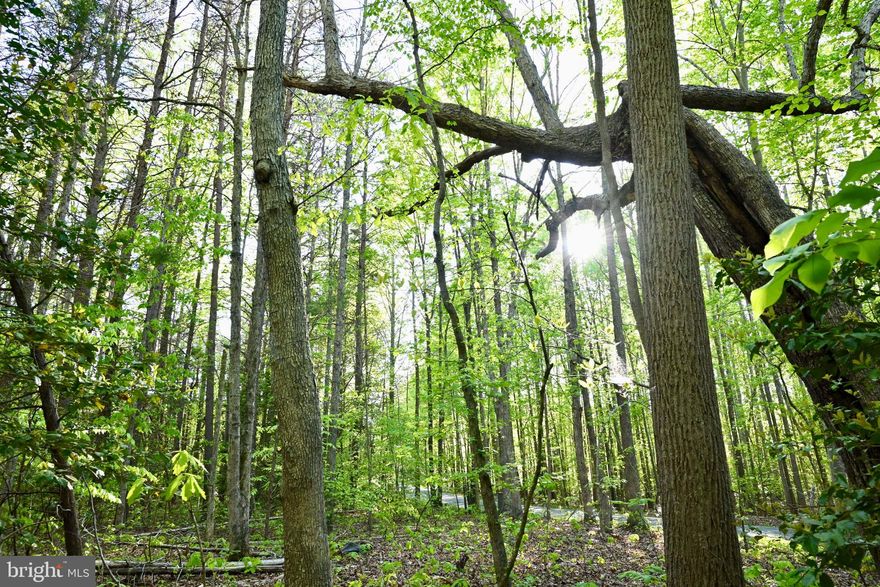 Nestled amidst a mix of gentle hills and rich woodlands, this property is a true haven for those seeking a slice of country paradise. With plenty of soft and hardwood timber, it's a natural playground, offering great opportunity for deer and turkey hunting – perfect for the outdoor enthusiast. Here, you're free to indulge in all sorts of recreational activities, from tearing through the woods on ATVs to leisurely horseback rides, cozy camping nights, and even a bit of target practice. Recently surveyed and clearly marked property lines, you'll have peace of mind as you explore the landscape and is accessed via a 15' Right of Way off of Apple Grove Rd. Escape the hustle and bustle with this secluded gem, where there are no pesky HOAs or restrictions to cramp your style. Plus, with easy access to both U.S. Route 33 and U.S. Route 522, and a short drive to I-64, you're never too far from modern conveniences like the city of Short Pump or Charlottesville. Whether you're dreaming of a weekend retreat or a place to establish a permanent homestead, this tranquil spot offers the best of both worlds – country charm with city access just a stone's throw away.