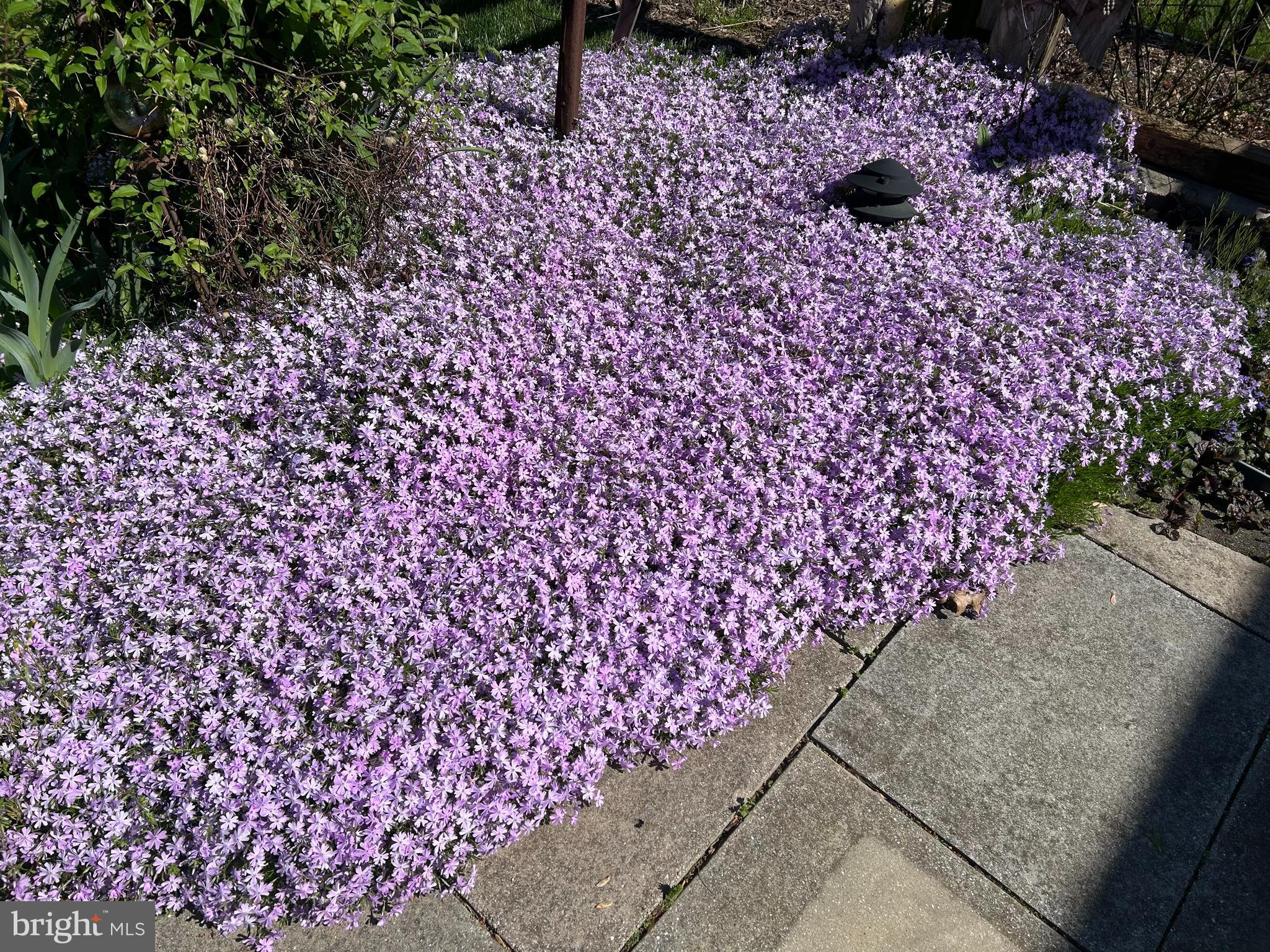 1809 KINGS FOREST TRAIL