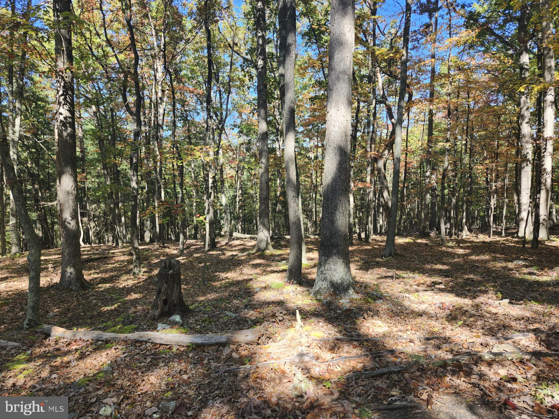 MILL MOUNTAIN ORCHARD - Land