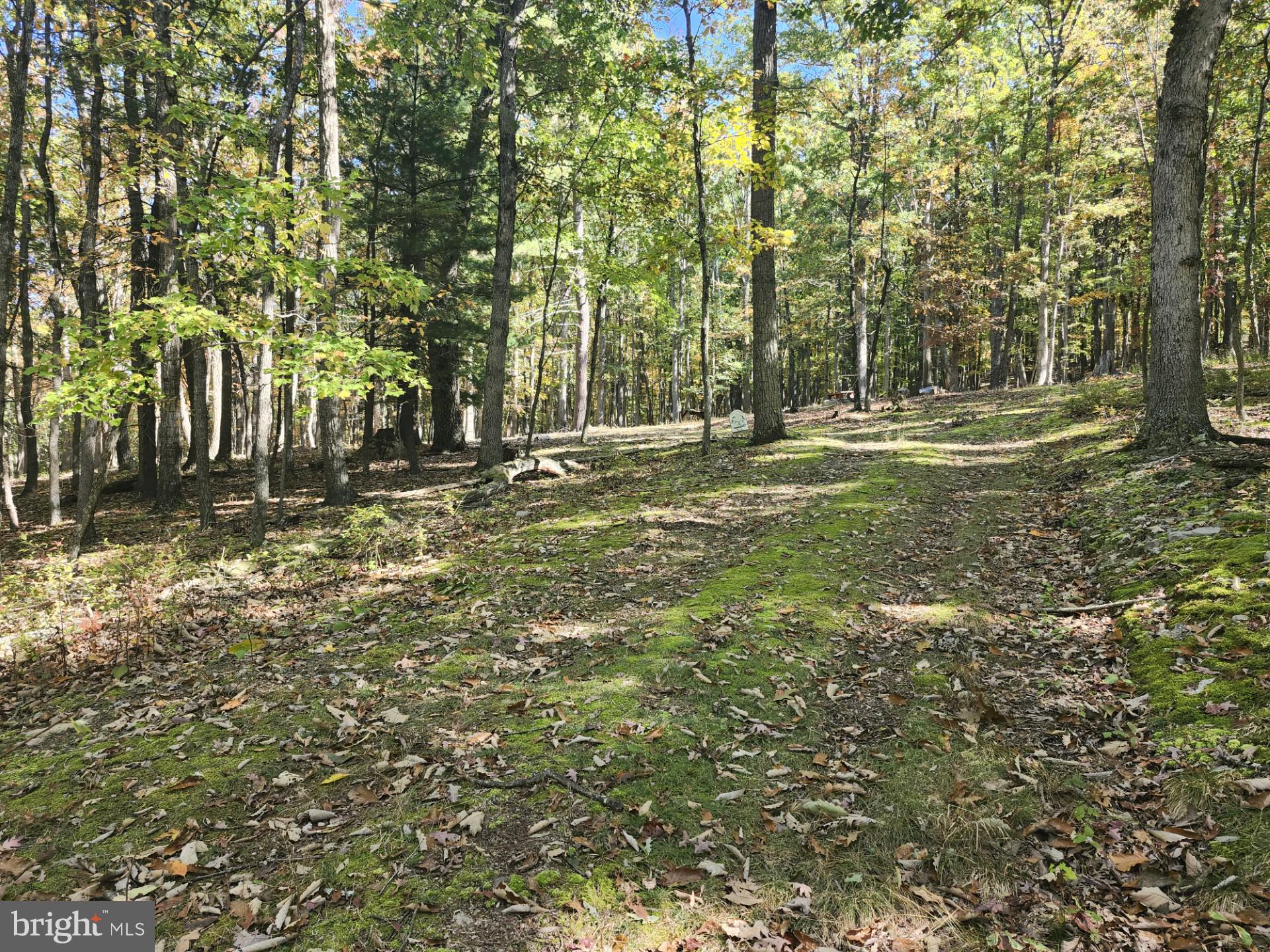 MILL MOUNTAIN ORCHARD - Land