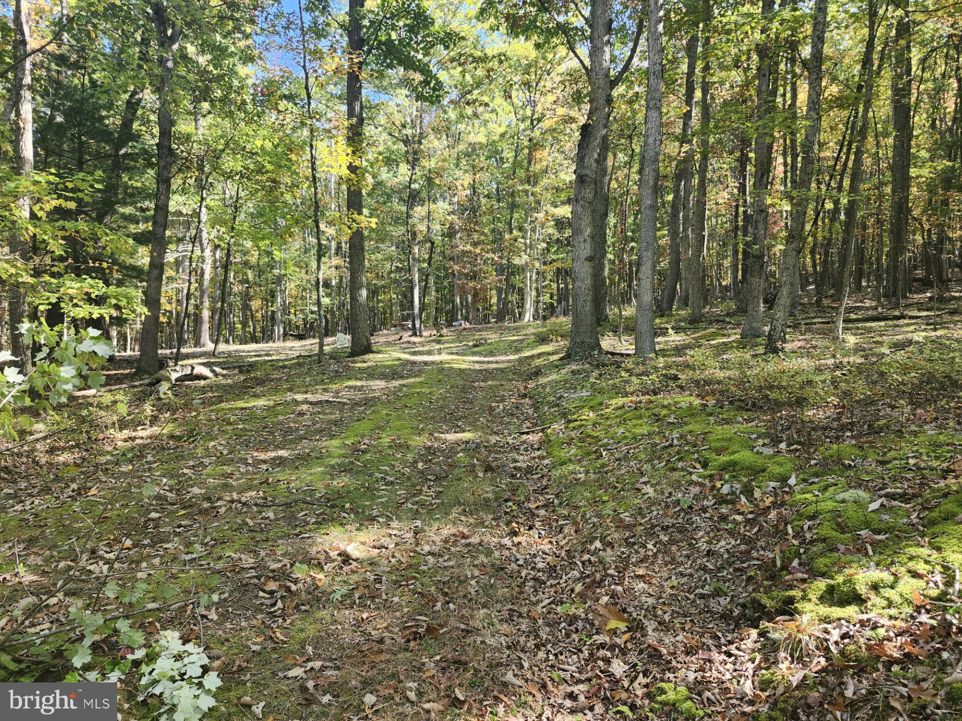 MILL MOUNTAIN ORCHARD - Land