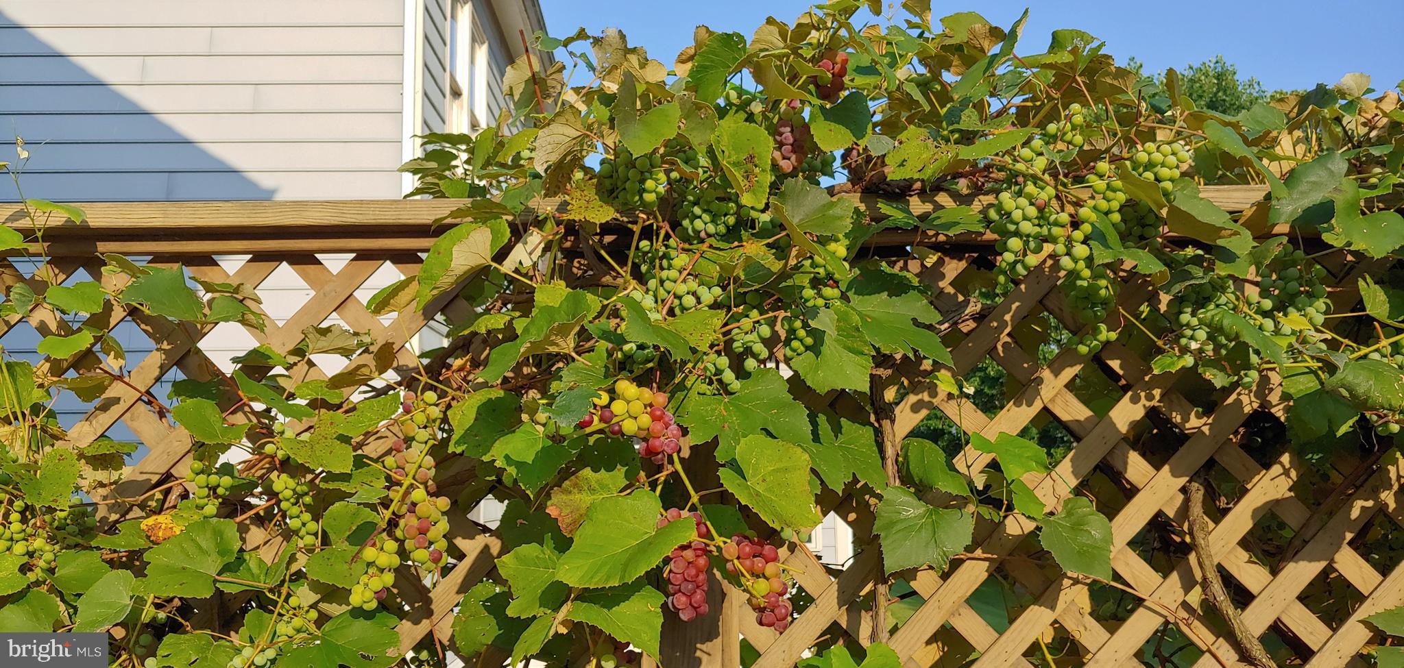 PINEY GLEN VILLAGE - Residential