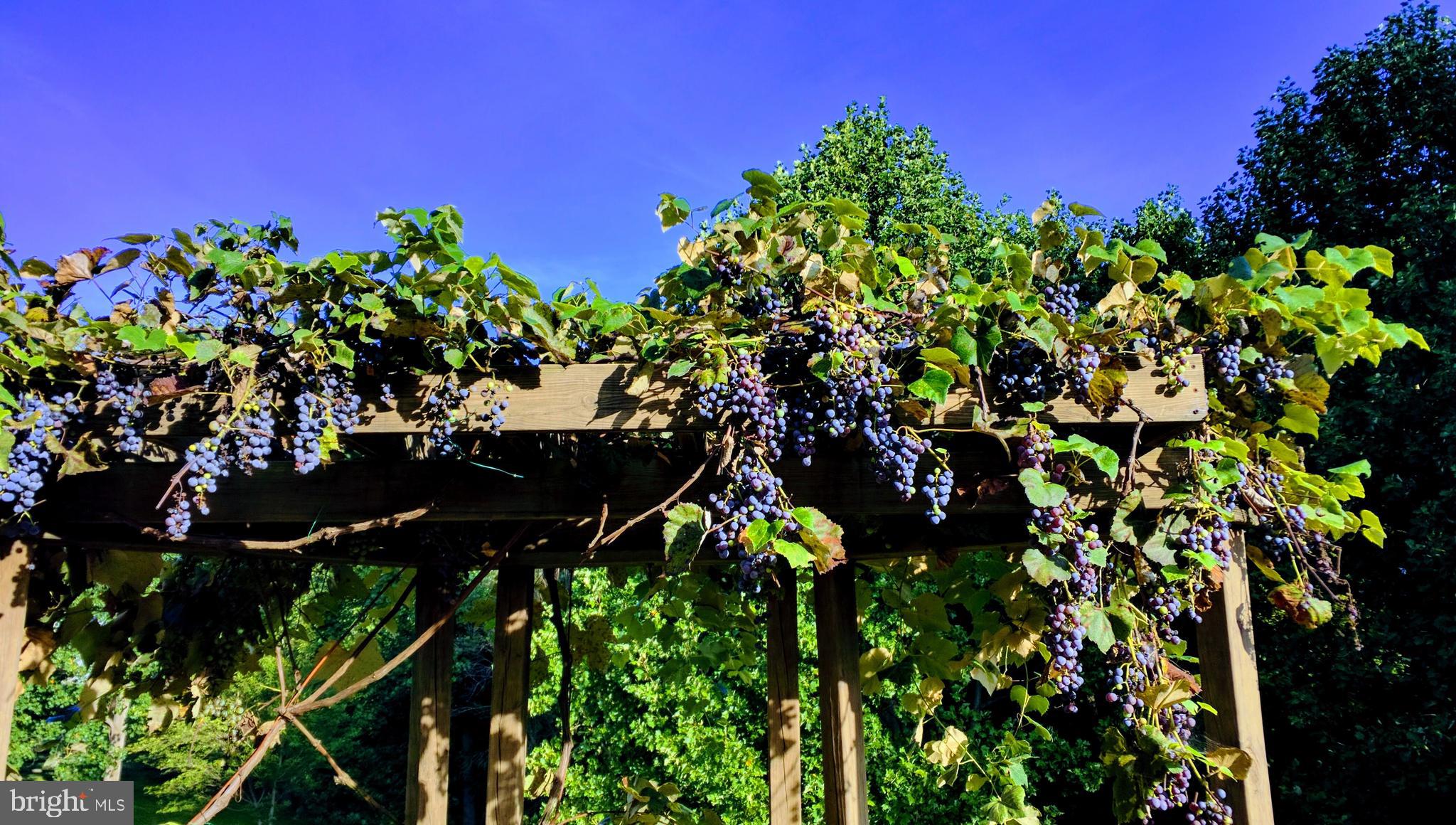 PINEY GLEN VILLAGE - Residential