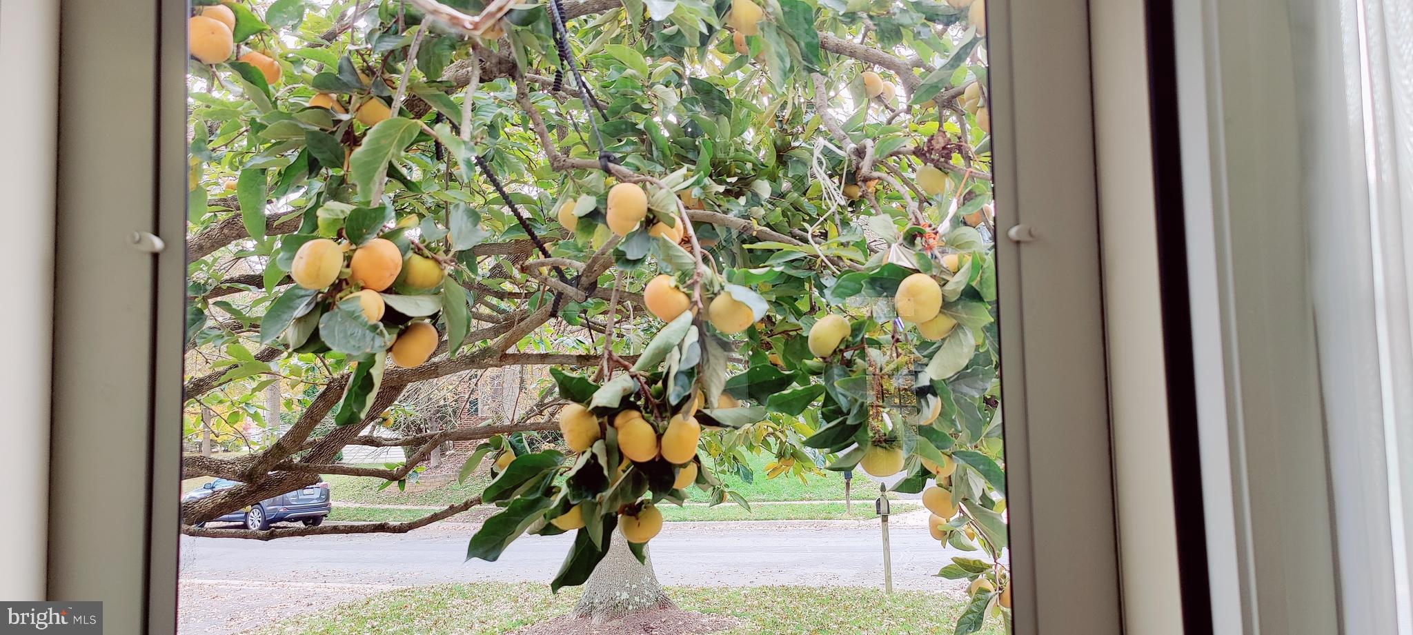 PINEY GLEN VILLAGE - Residential