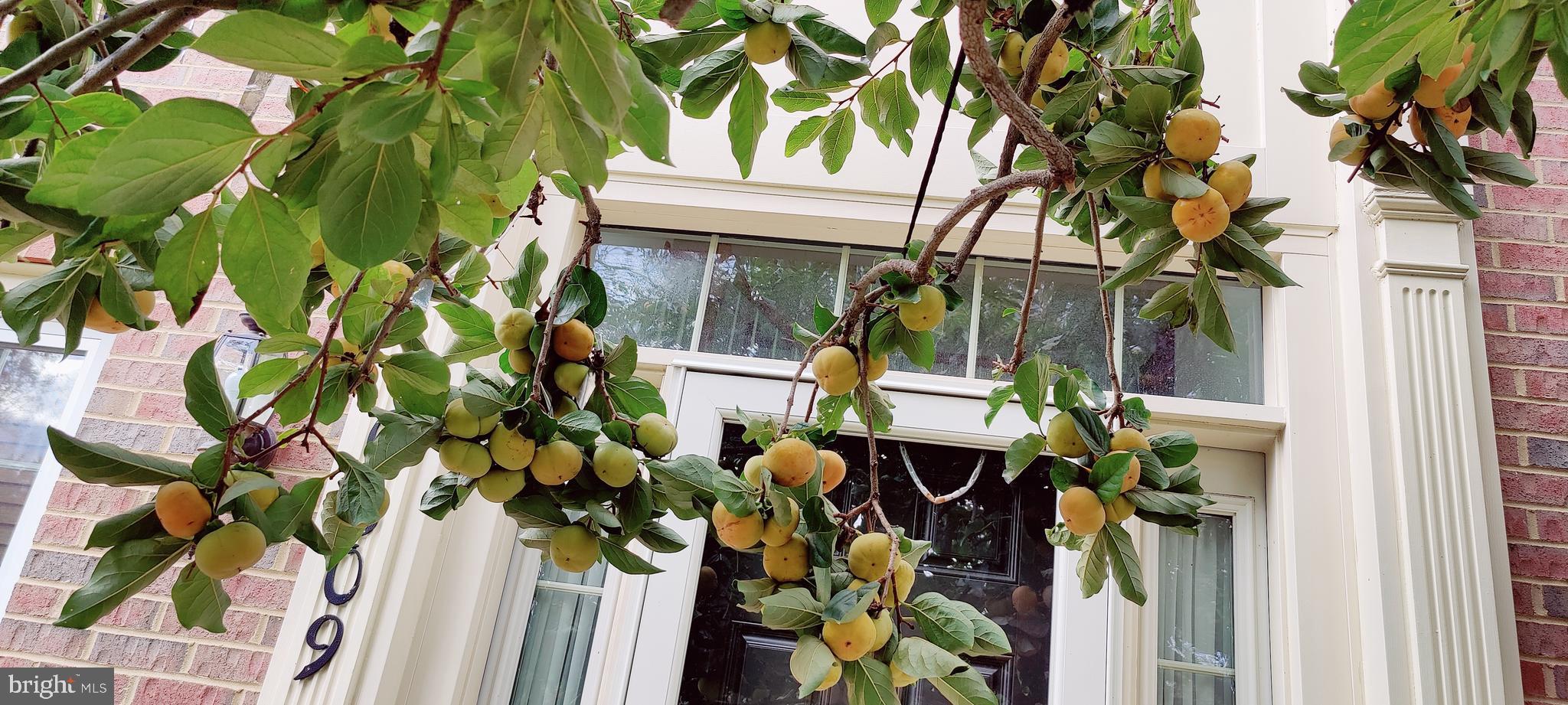 PINEY GLEN VILLAGE - Residential