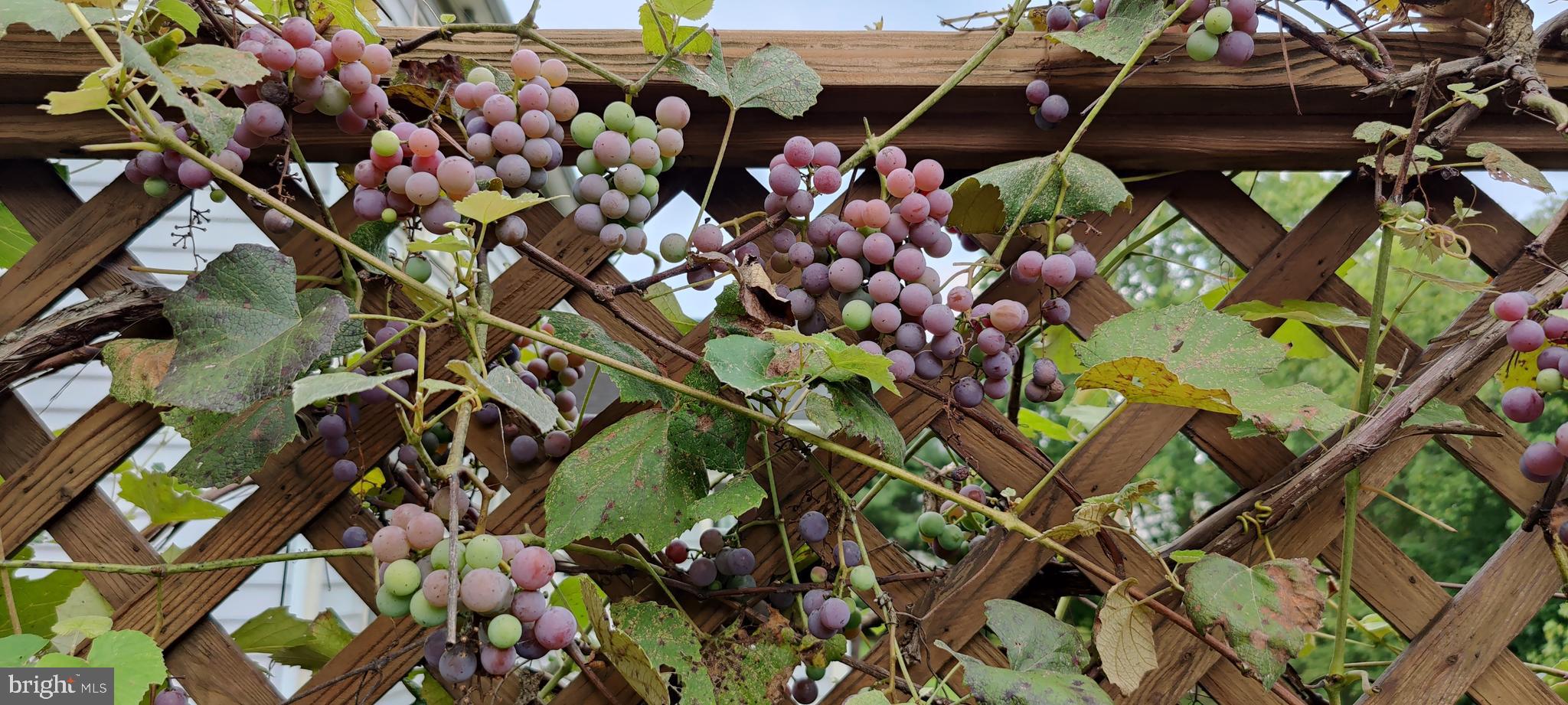 PINEY GLEN VILLAGE - Residential