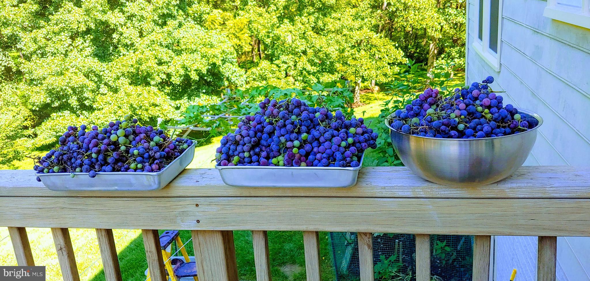 PINEY GLEN VILLAGE - Residential