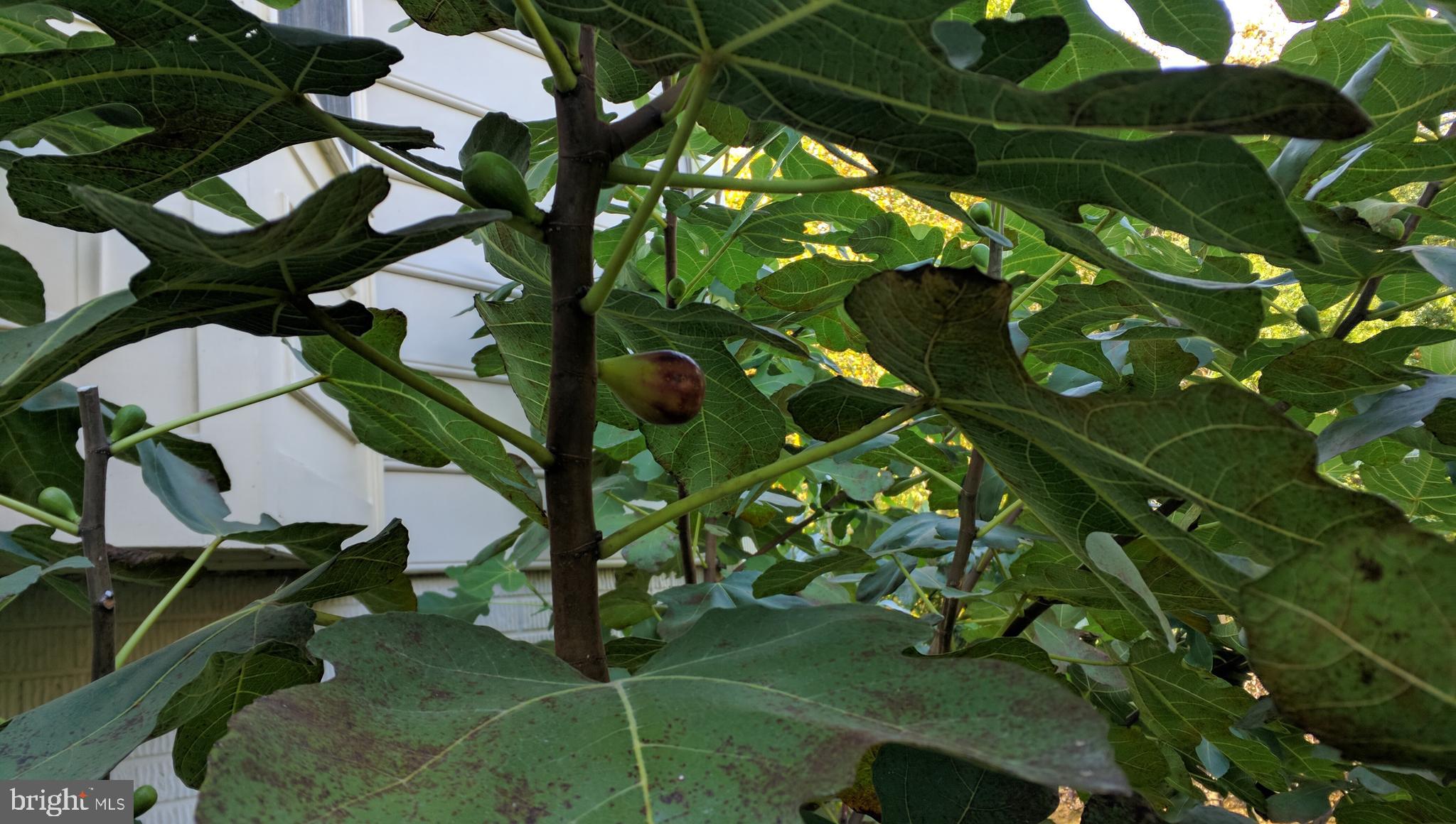 PINEY GLEN VILLAGE - Residential