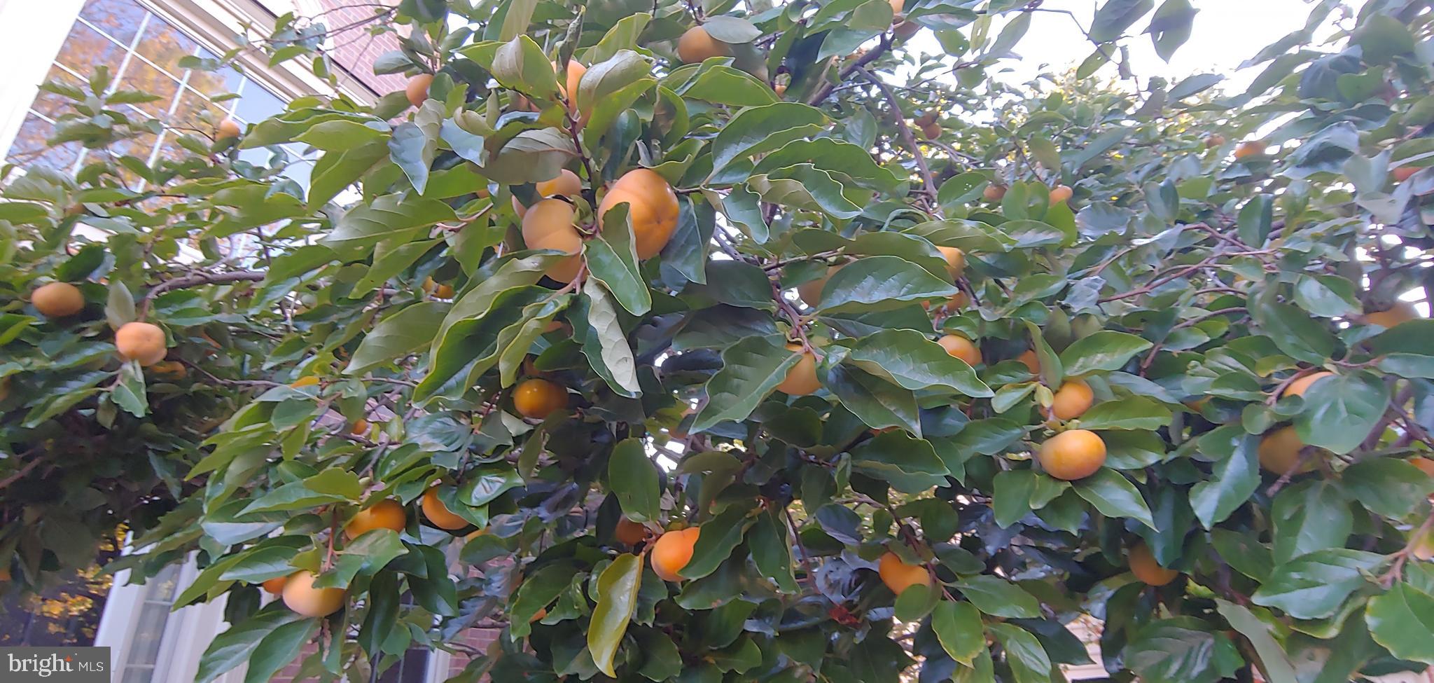 PINEY GLEN VILLAGE - Residential