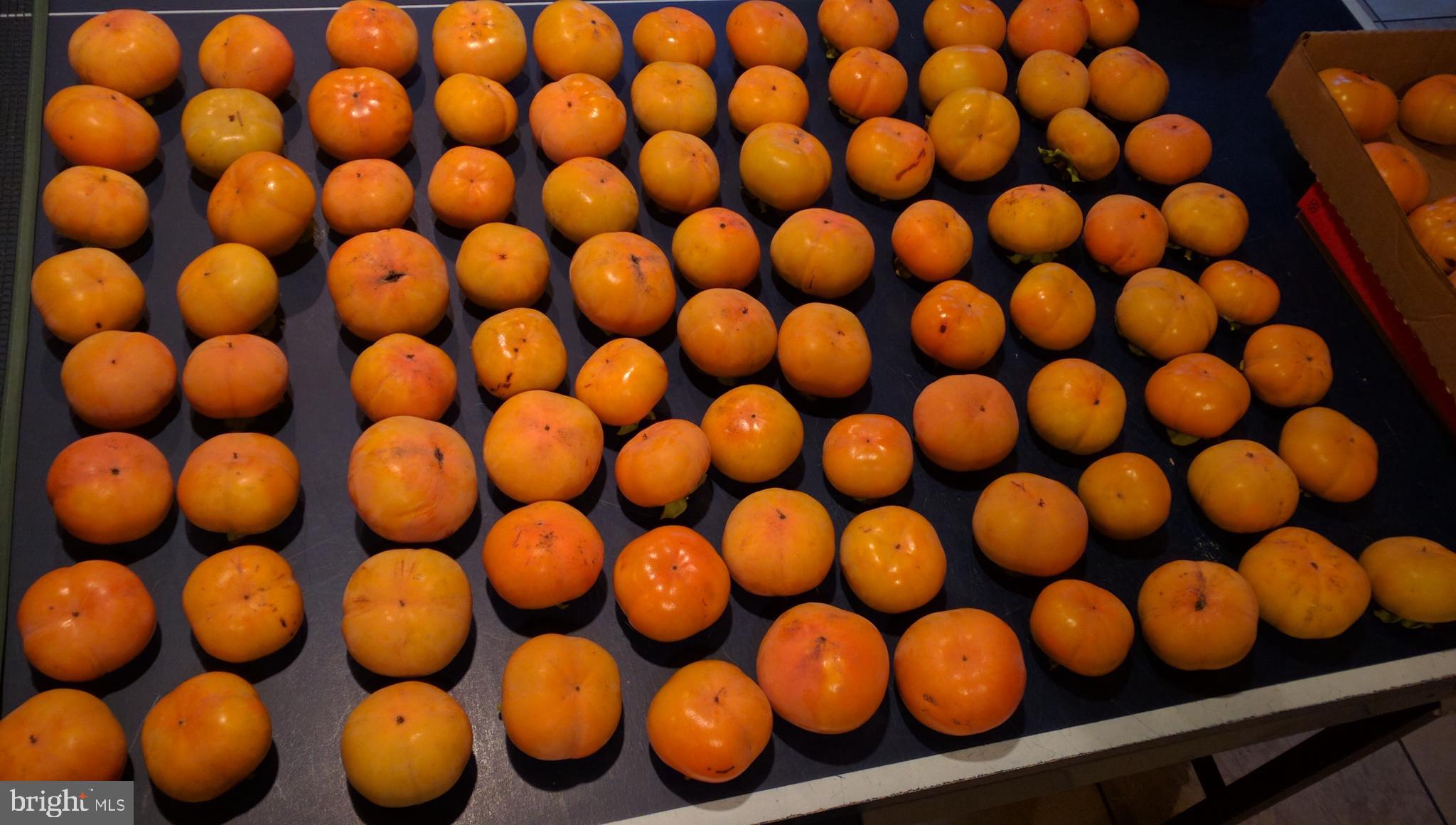 PINEY GLEN VILLAGE - Residential