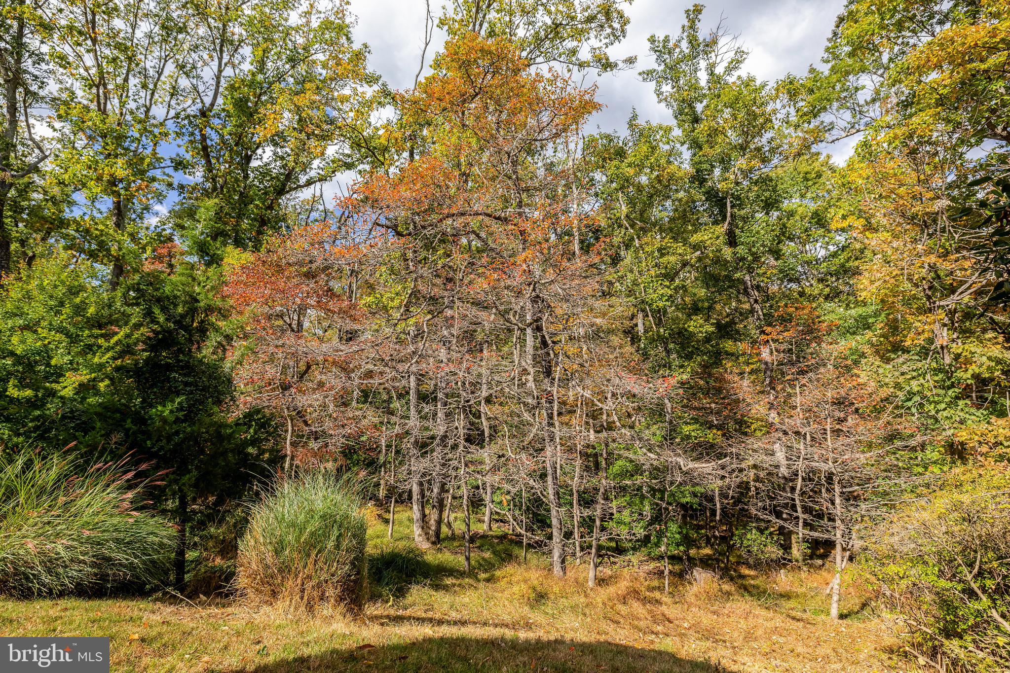 WOLF TRAP WOODS - Residential