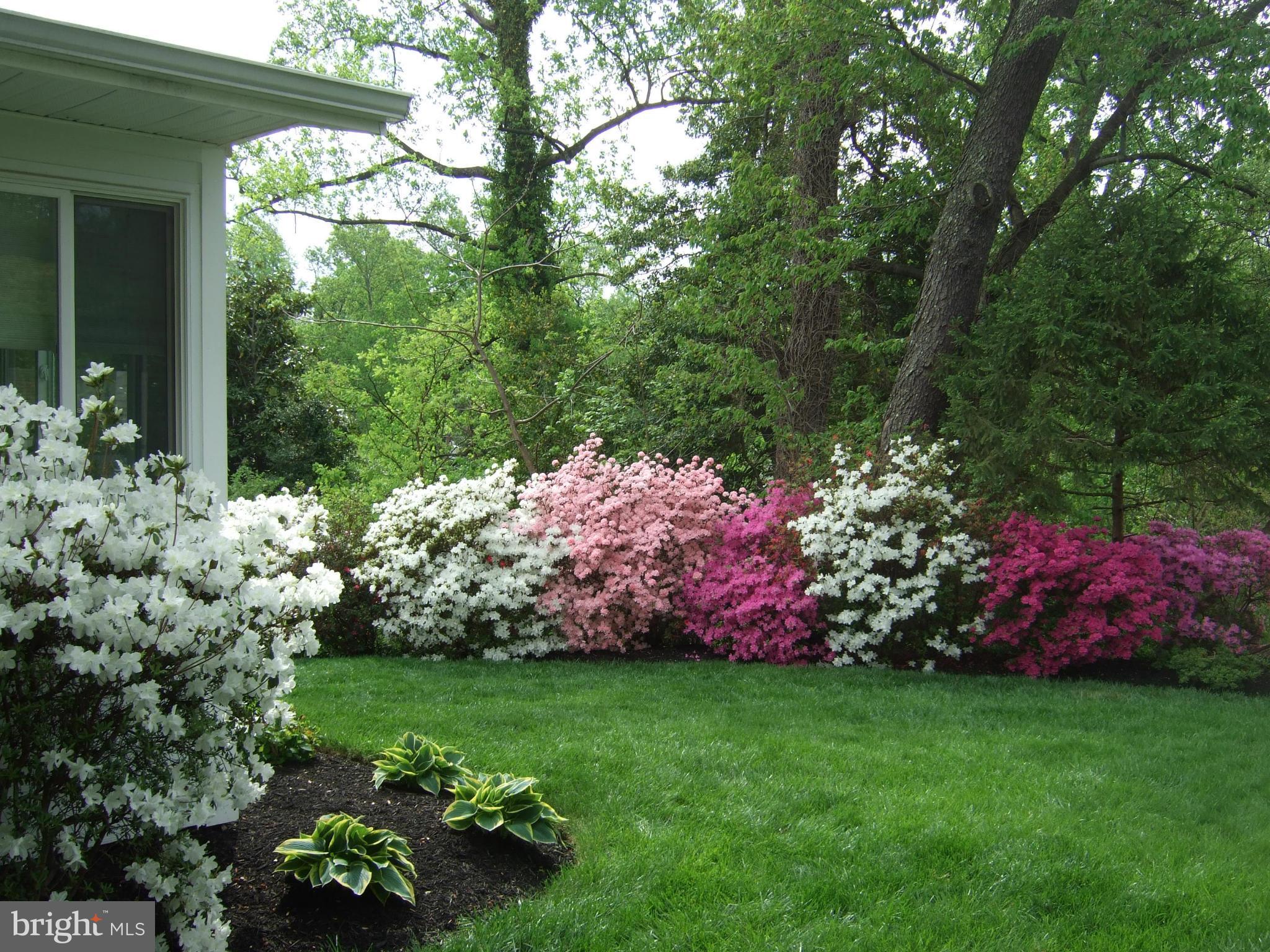 PENDENNIS MOUNT - Residential