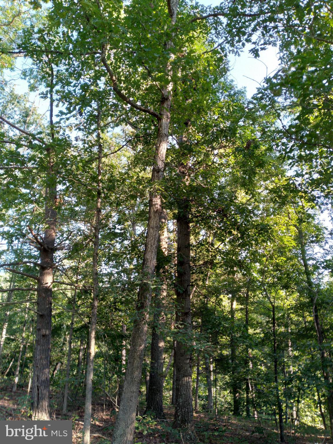 An amazing 5 acre building lot is now on the market for sale. Perfect for your new home or a getaway cabin. Located at the end of the lane with plenty of mature trees and privacy. Positive perc test results on record. Lovely neighborhood homes are cabin sized along with spacious homes with porches and garages. Approximately 20 minutes from Winchester and just about 30 minutes to Hagerstown and Harper's Ferry. Close to restaurants, shopping and Stauffer Marsh Nature Preserve, Back Creek, parks, schools, library and rec centers.