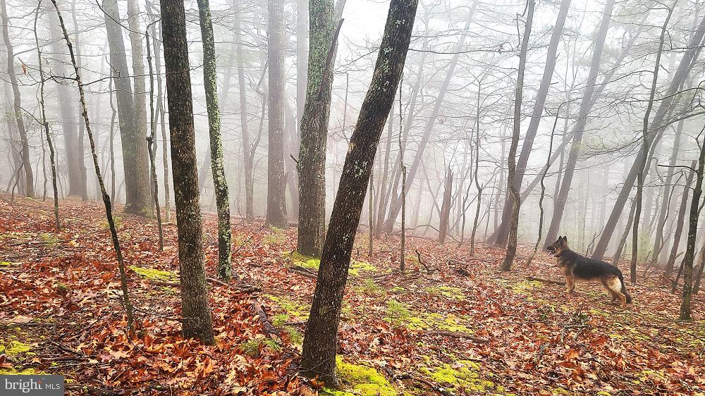 BUCK RIDGES (FORMERLY TREASURE MOUNTAINS) - Land