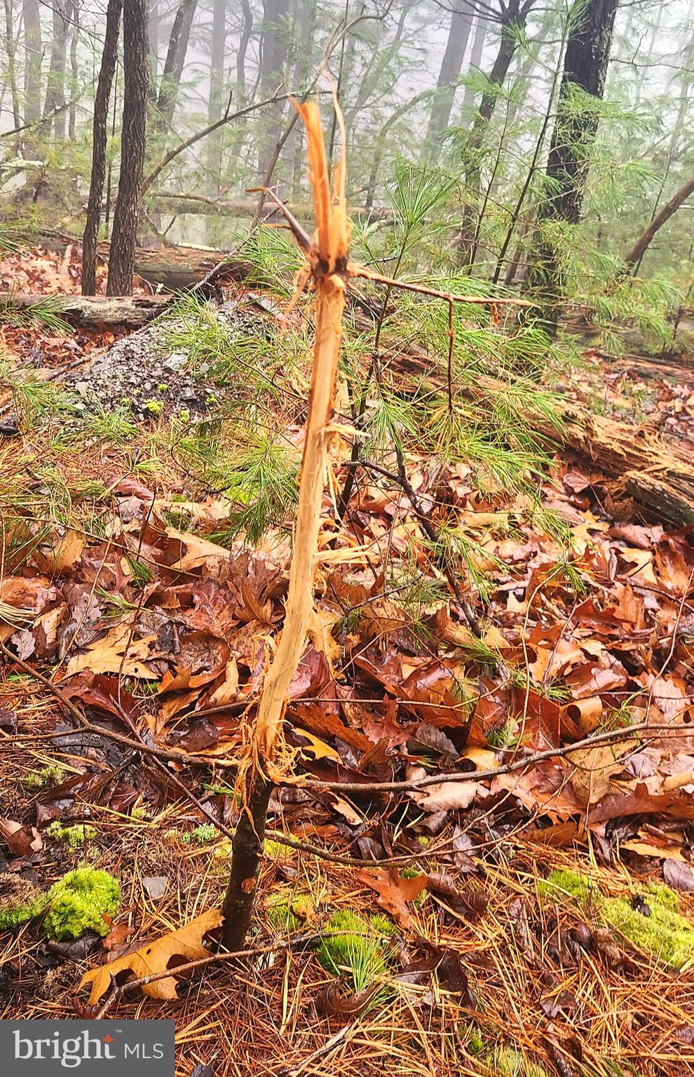 BUCK RIDGES (FORMERLY TREASURE MOUNTAINS) - Land