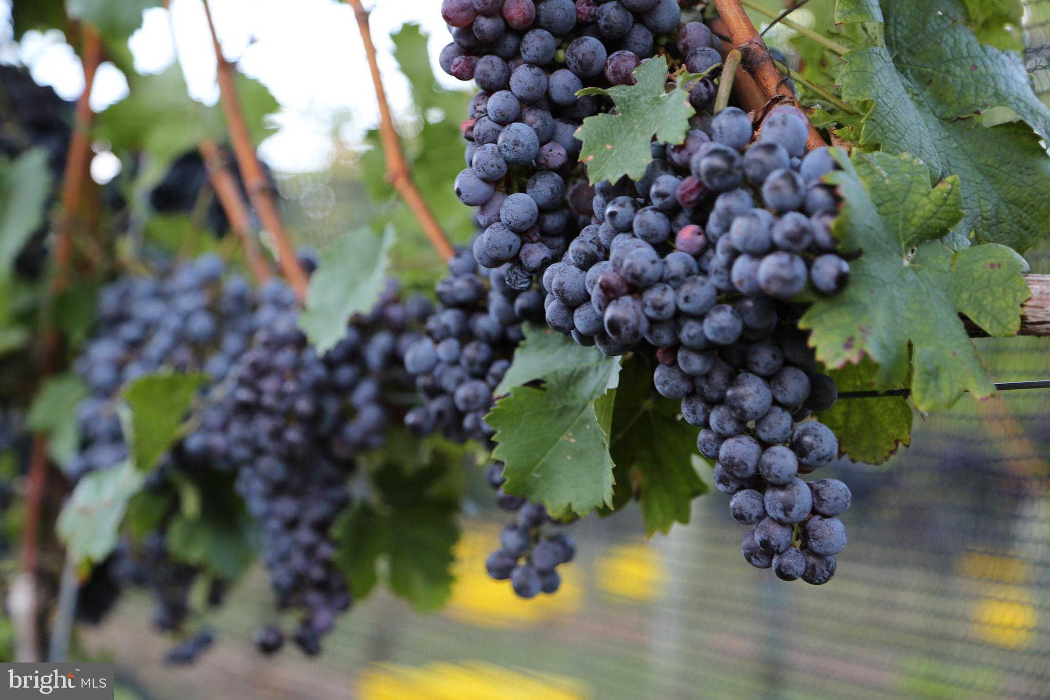 BOHEMIA MANOR - Residential