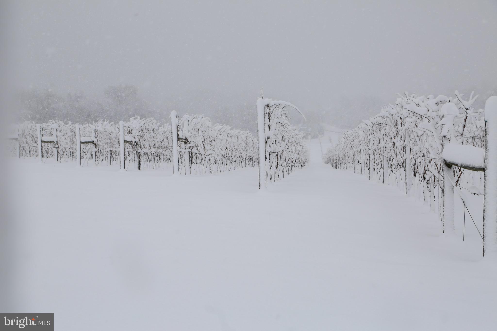 BOHEMIA MANOR - Residential