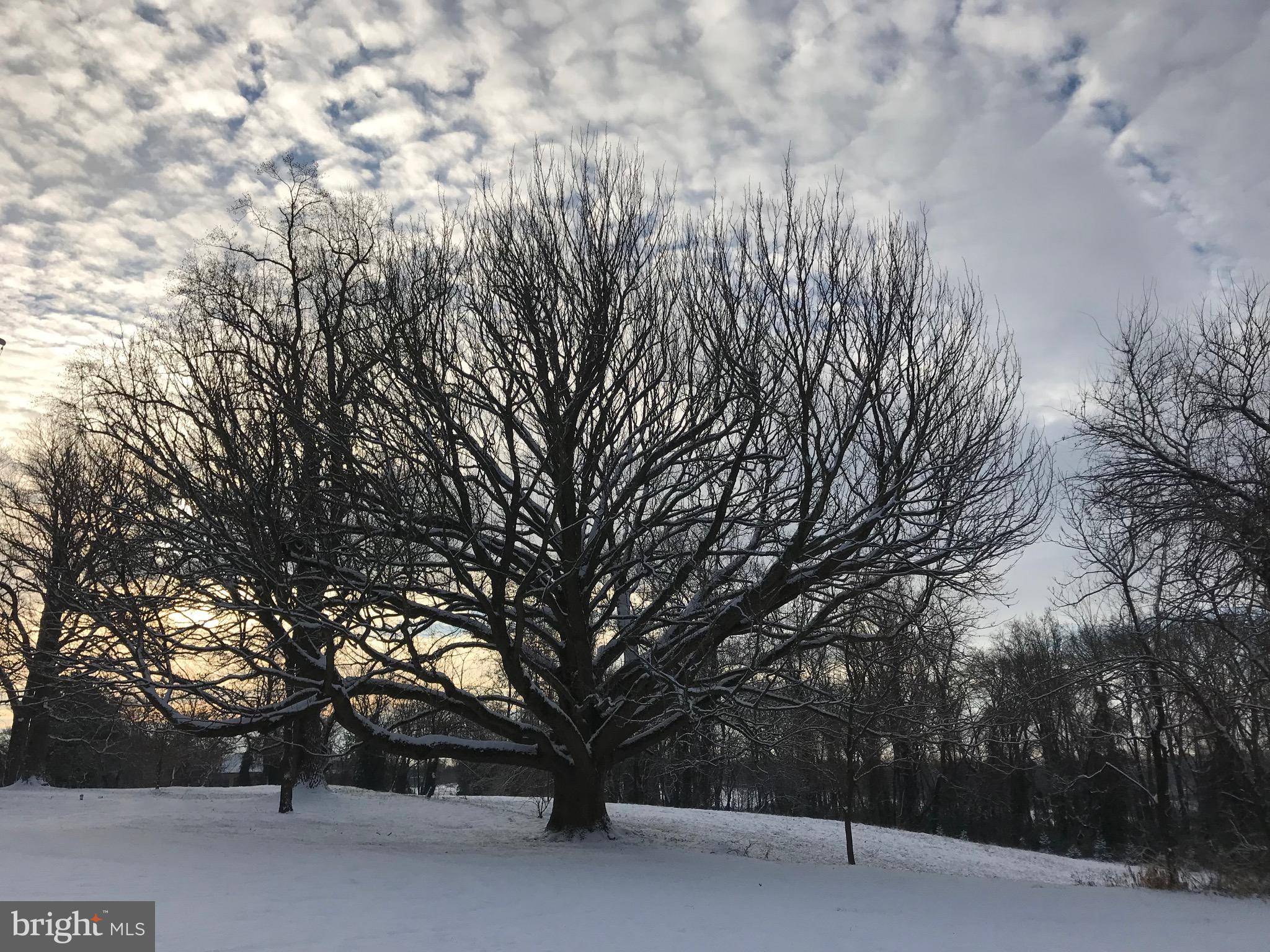 BOHEMIA MANOR - Residential