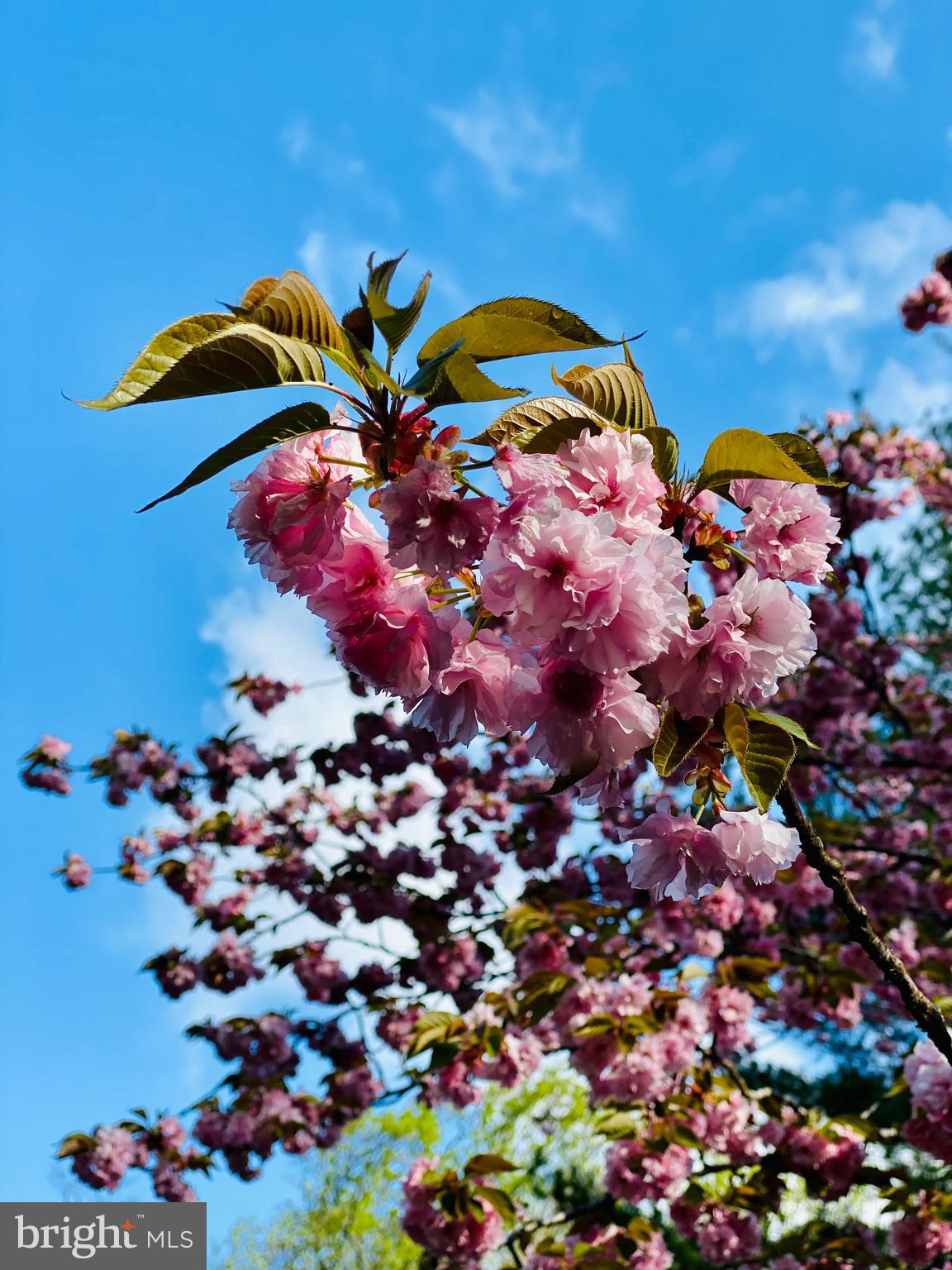 CEDAR RUN - Residential