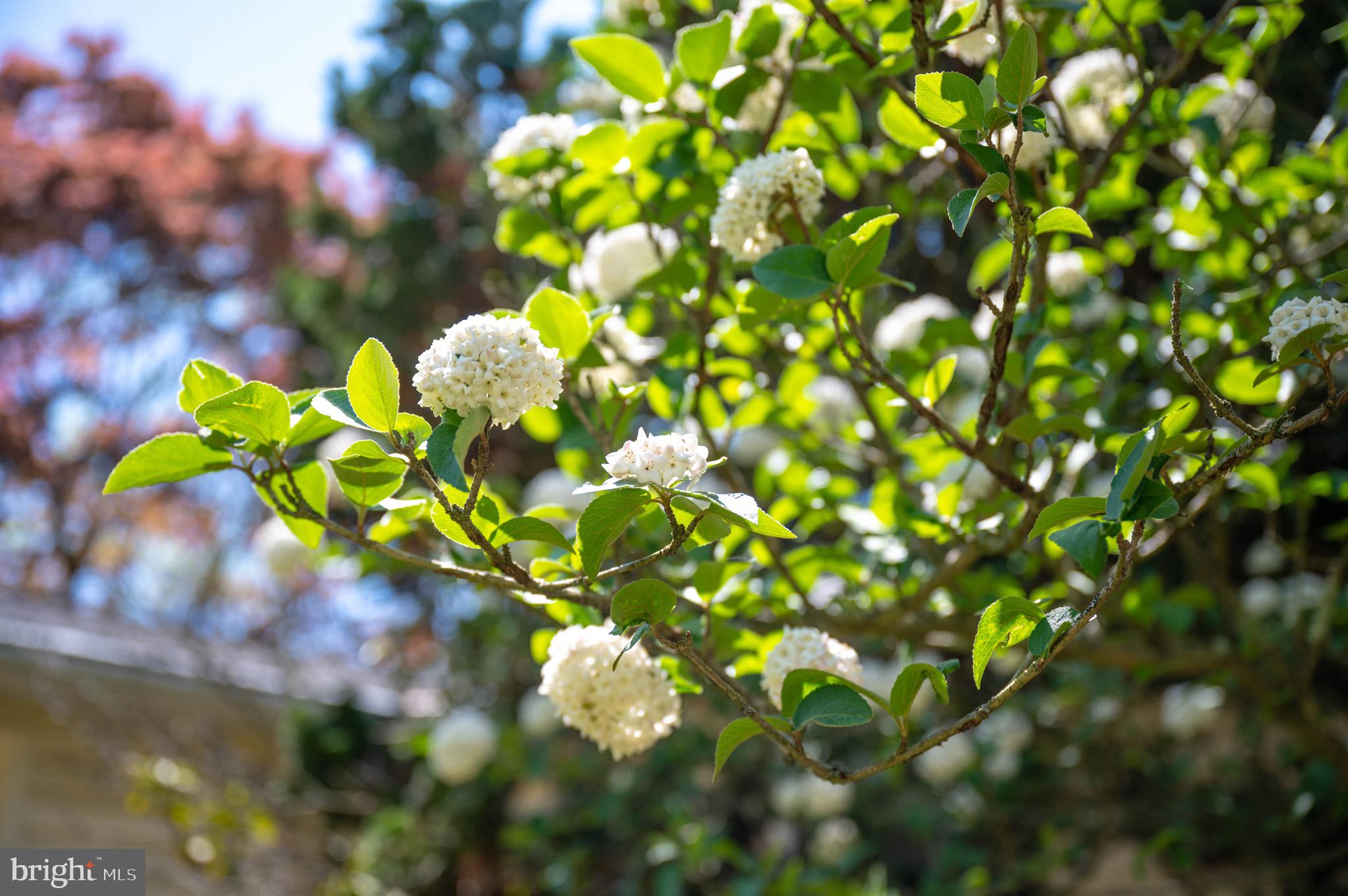 MONKTON - Residential