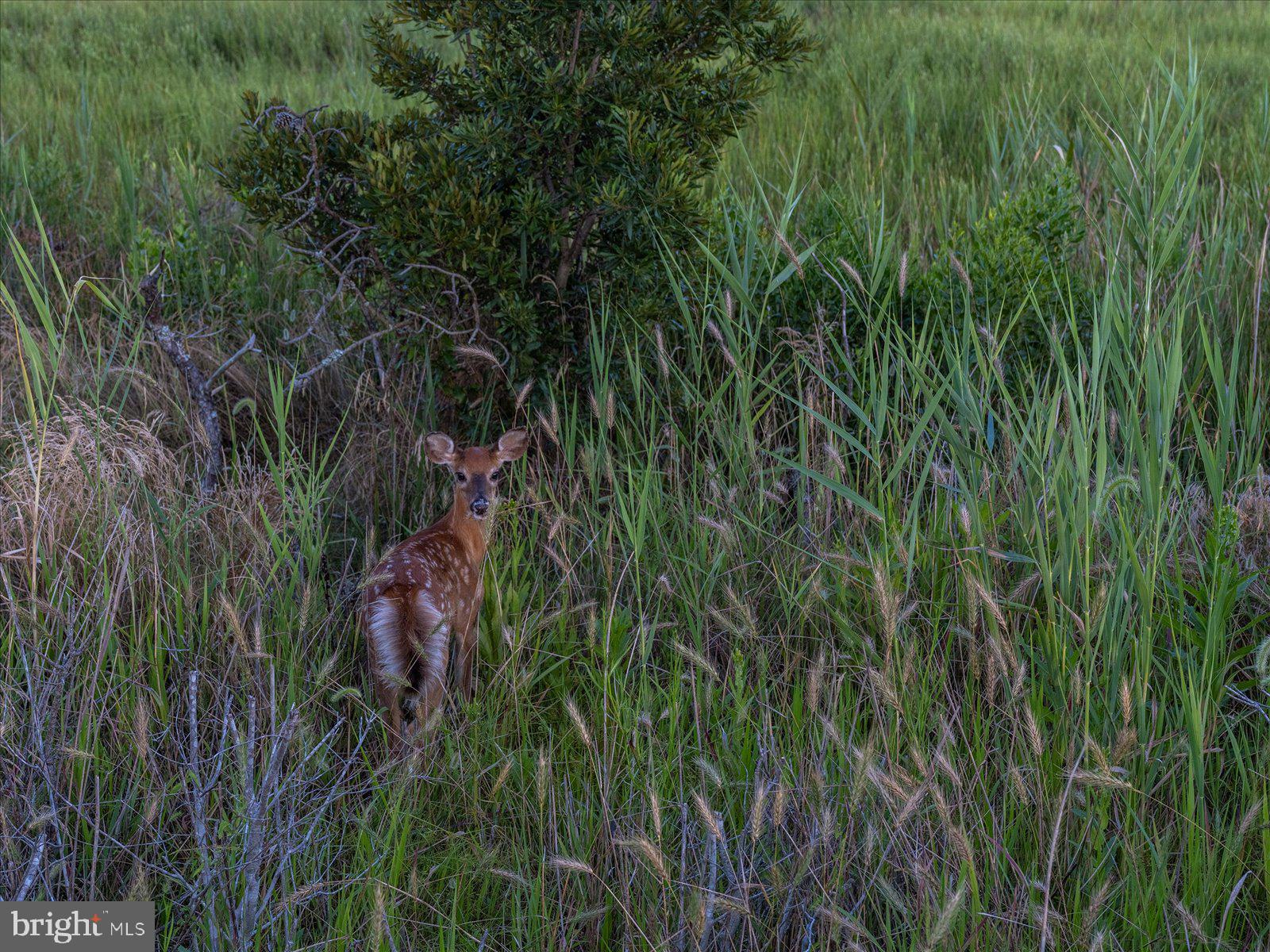 OCEAN REEF - Residential