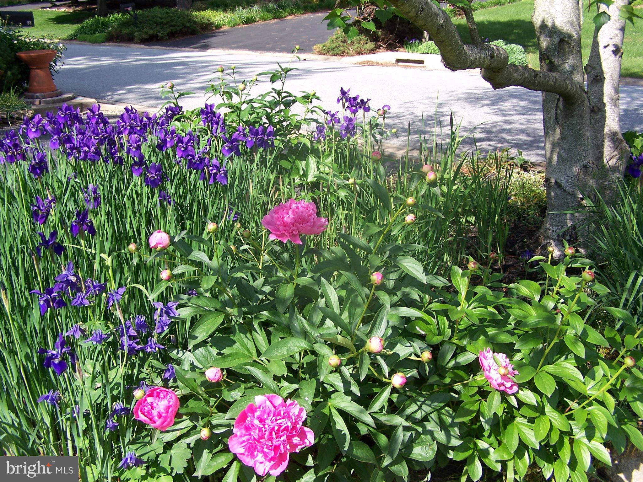 YORKTOWNE - Residential