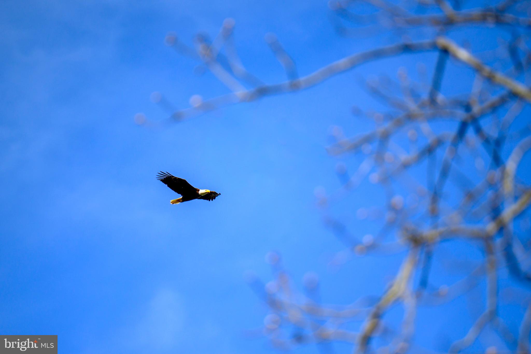 ROYAL OAK - Residential