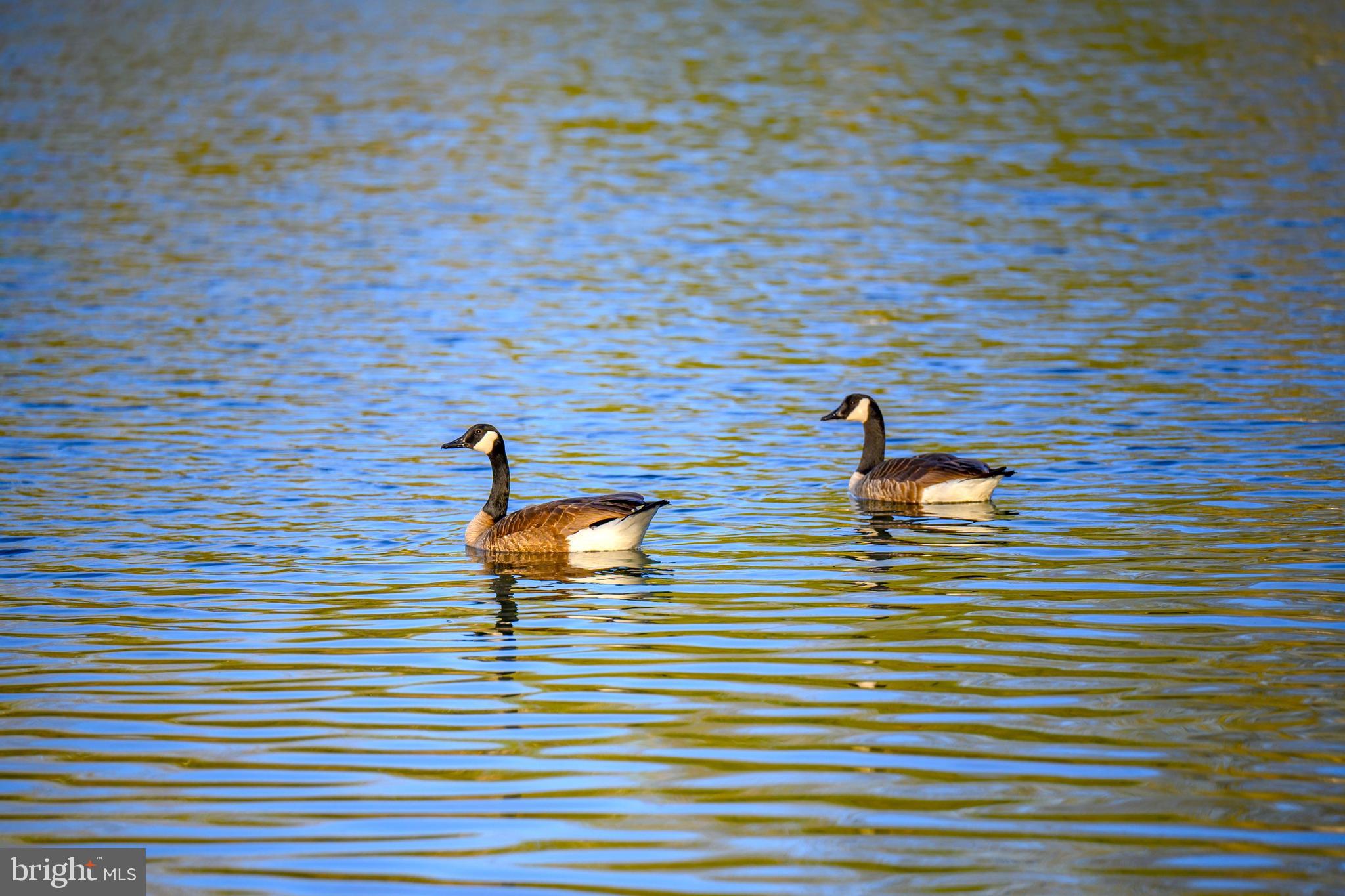 ROYAL OAK - Residential