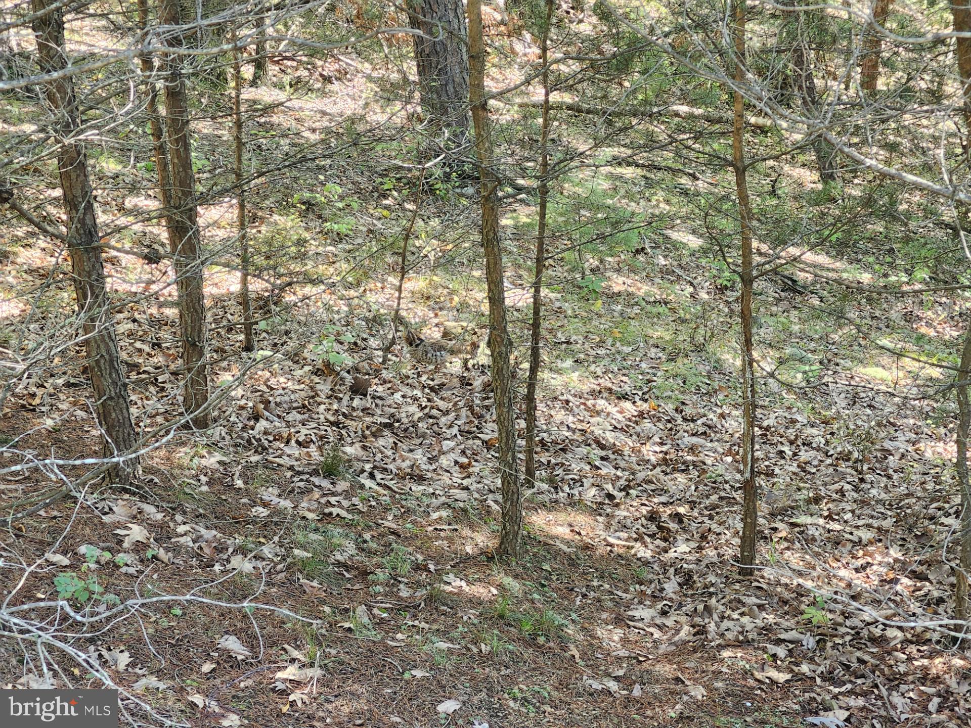 POTOMAC VALLEY OVERLOOK - Land