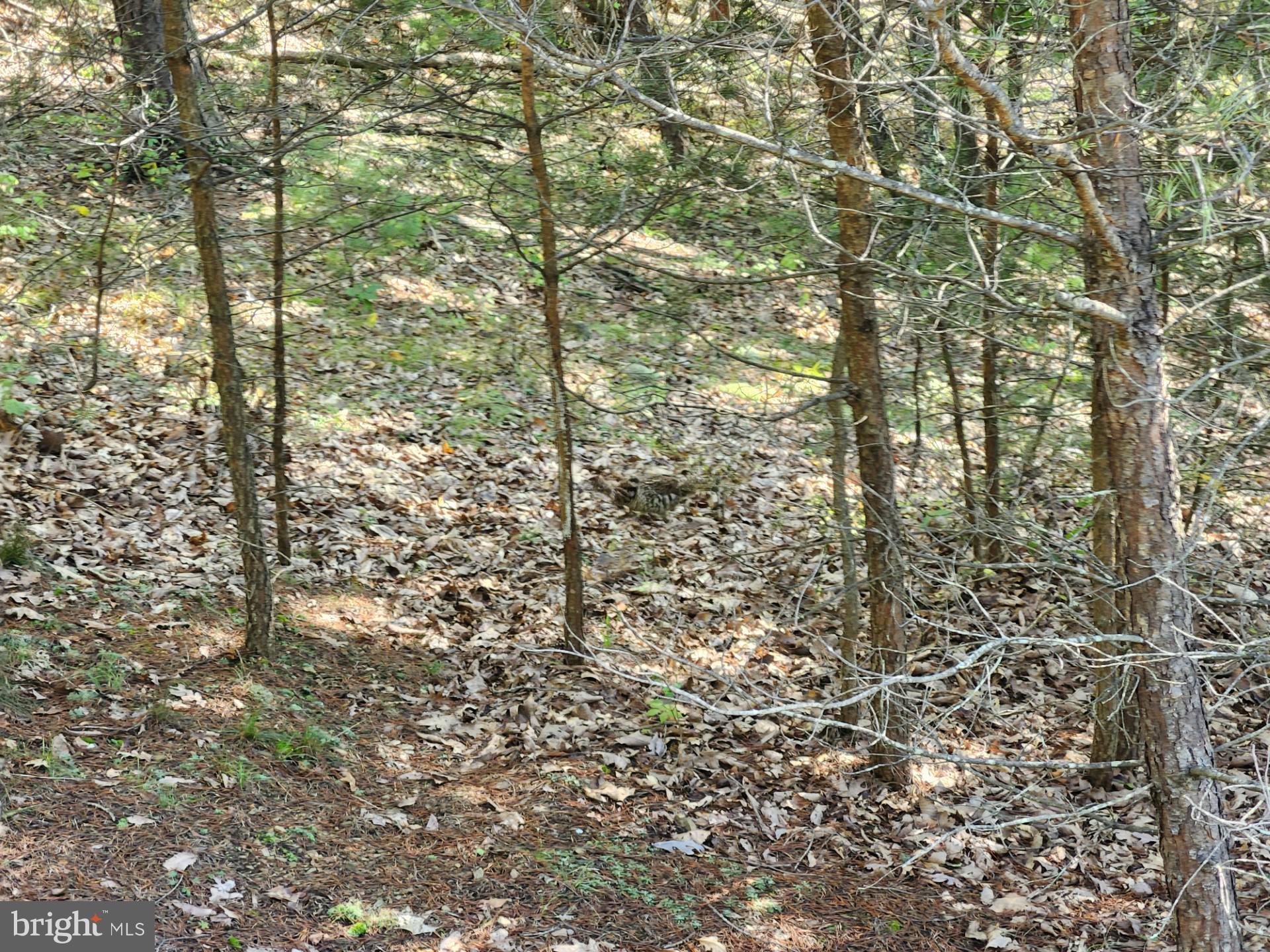POTOMAC VALLEY OVERLOOK - Land