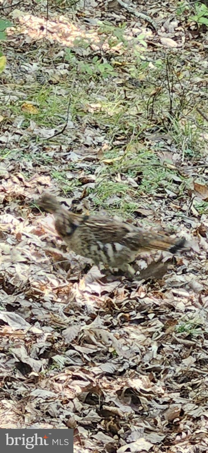 POTOMAC VALLEY OVERLOOK - Land