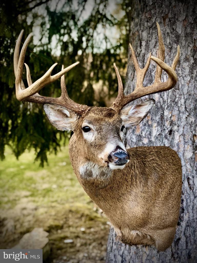 416+/- ACRES SHAFFER MOUNTAIN RD