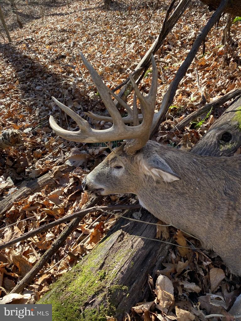 416+/- ACRES SHAFFER MOUNTAIN RD